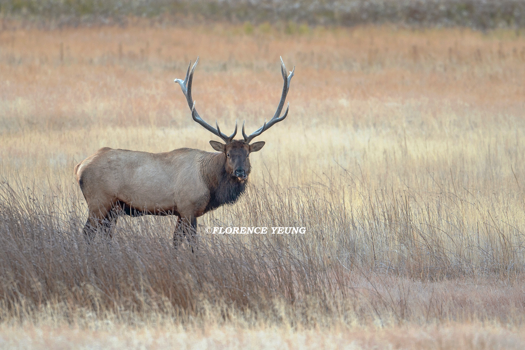 Nikon AF-S Nikkor 500mm F4E FL ED VR sample photo. Elk under the blissful morning sun photography