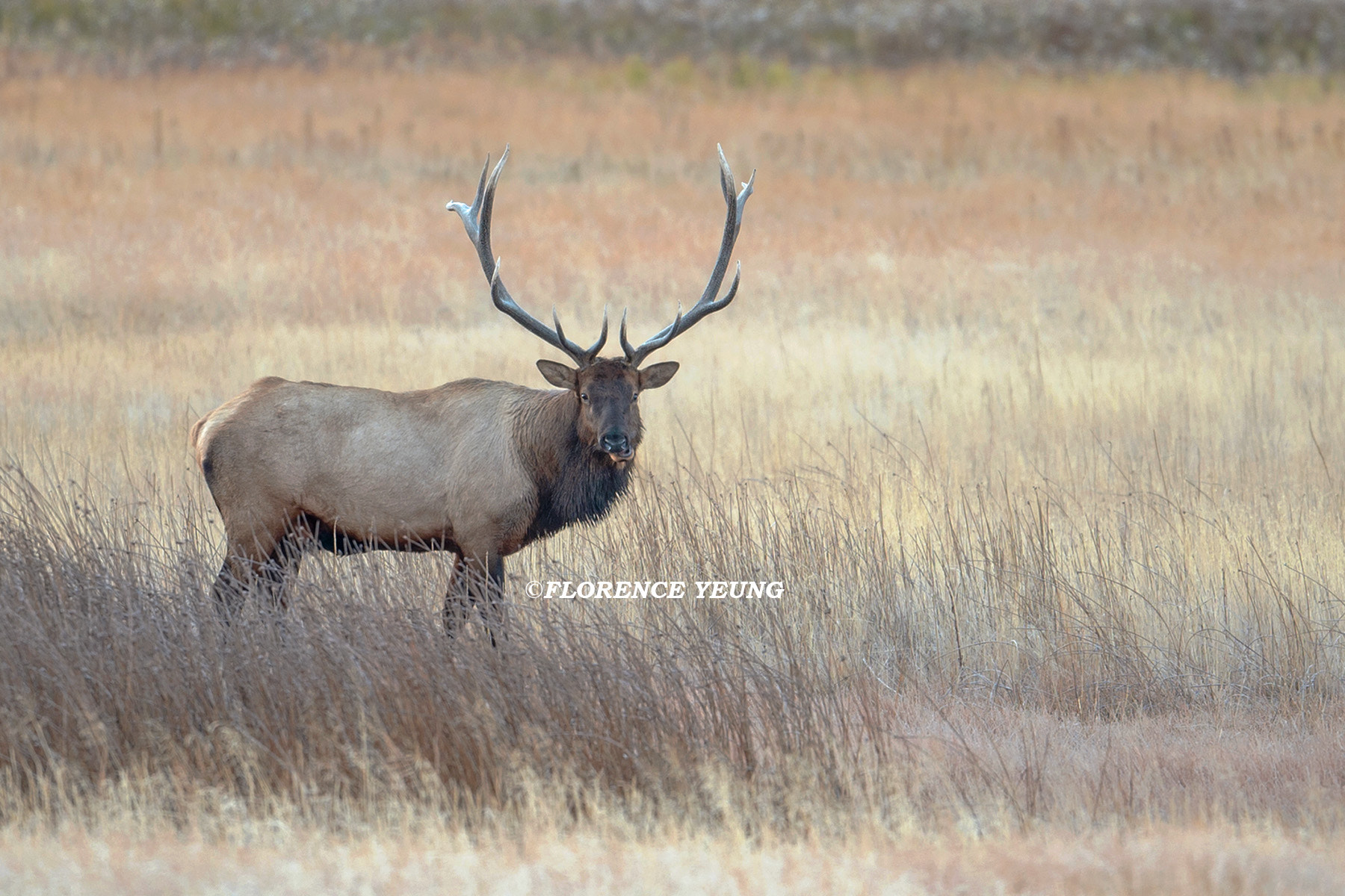 Nikon D4 + Nikon AF-S Nikkor 500mm F4E FL ED VR sample photo. Elk under the blissful morning sun photography