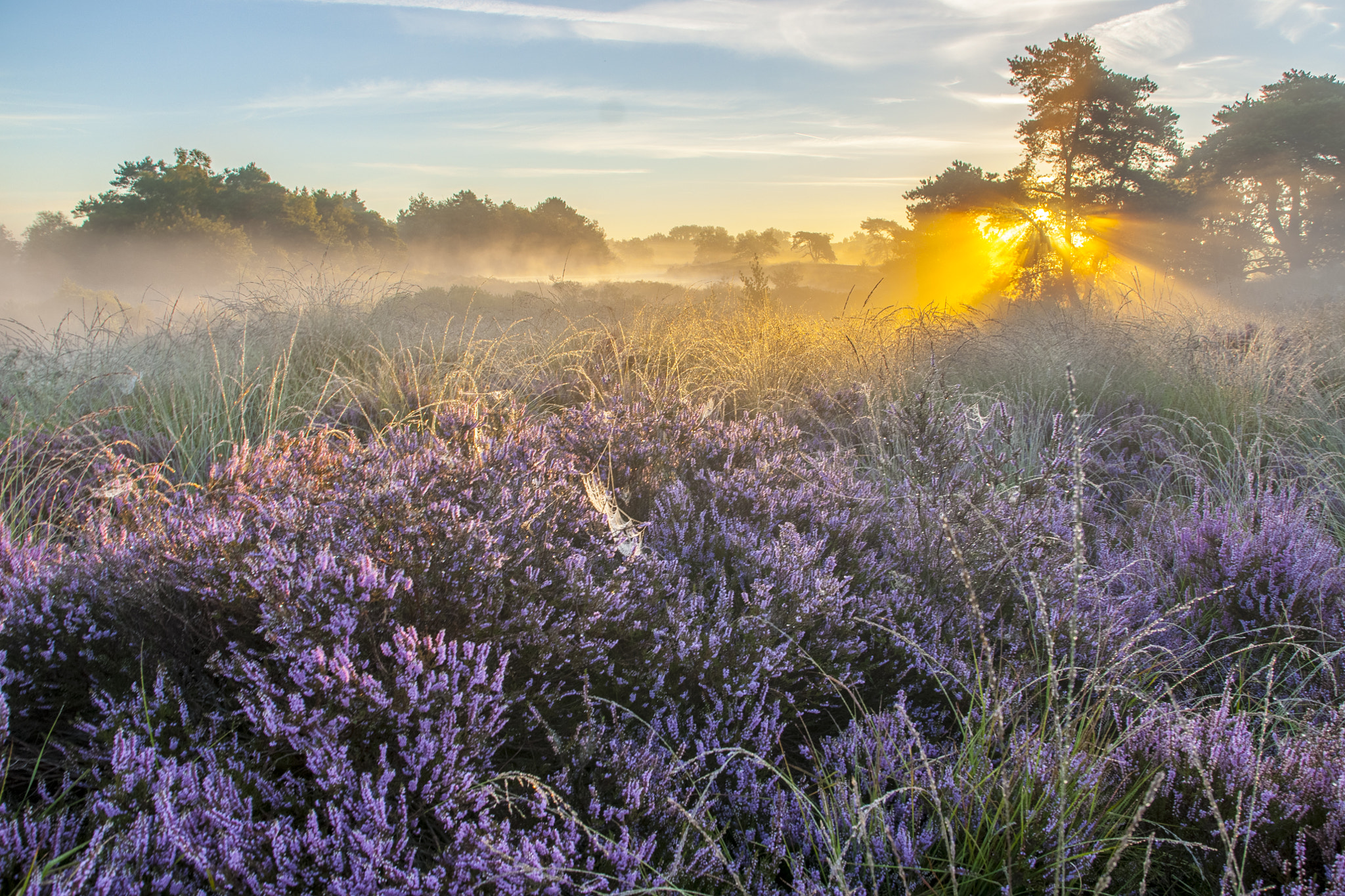 Sony Alpha DSLR-A700 sample photo. Malpie heather in the morning photography
