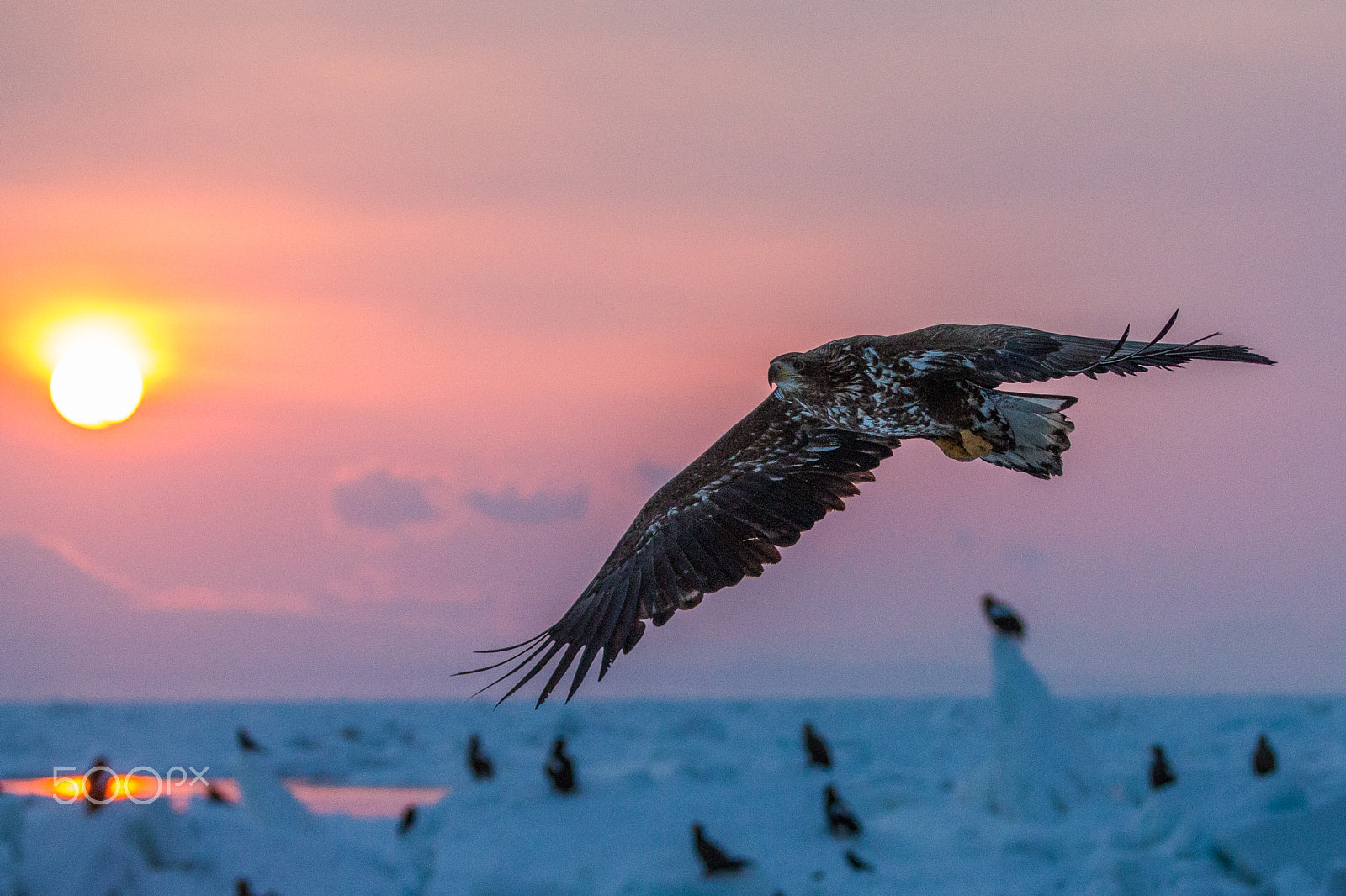 Canon EOS-1D X + Canon EF 70-200mm F2.8L IS II USM sample photo. Young sea eagle's flying photography