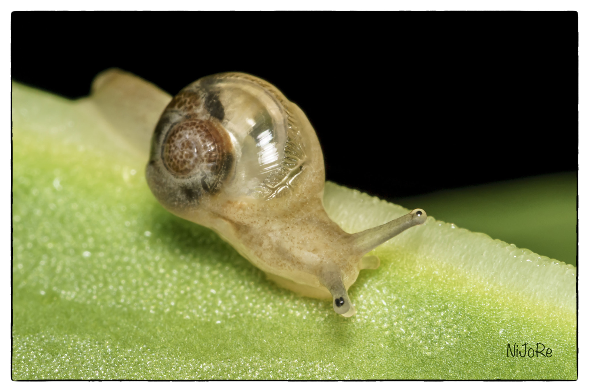 Sony a7R II + Canon EF 100mm F2.8 Macro USM sample photo. Snail photography