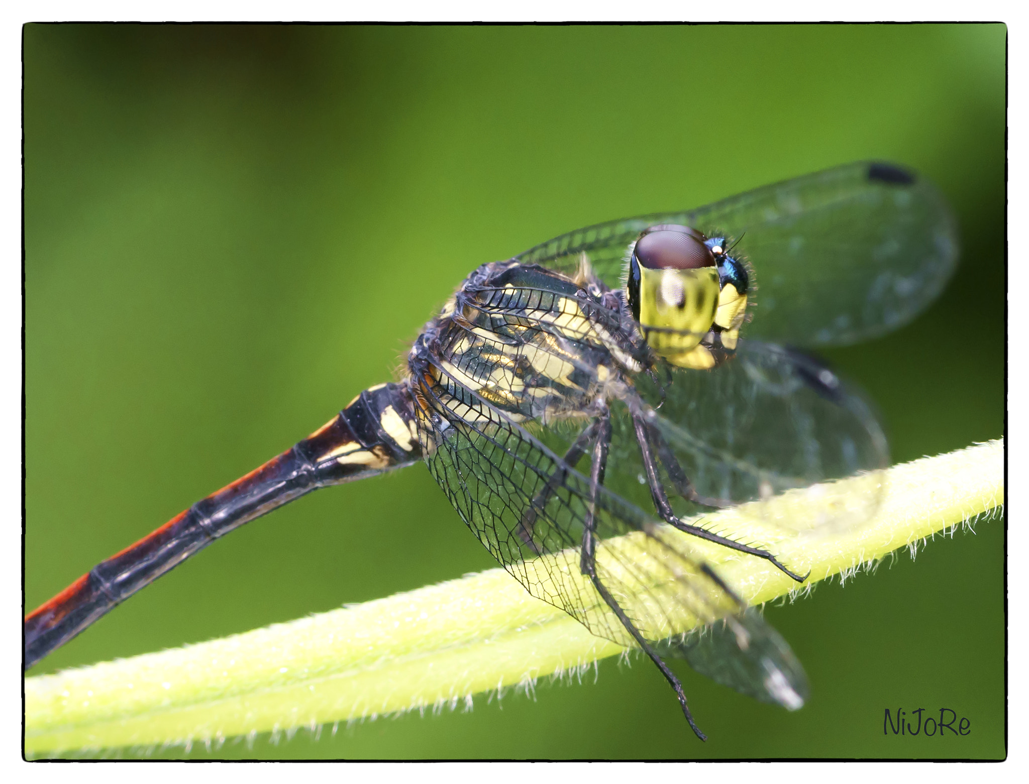 Sony a7R II + Canon EF 100mm F2.8 Macro USM sample photo. Dragonfly photography