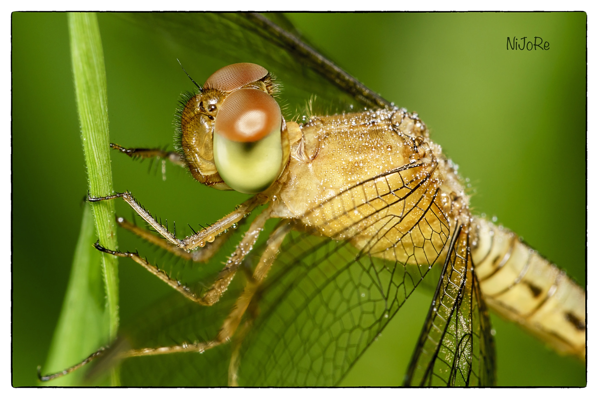 Sony a7R II + Canon EF 100mm F2.8 Macro USM sample photo. Dragonfly photography