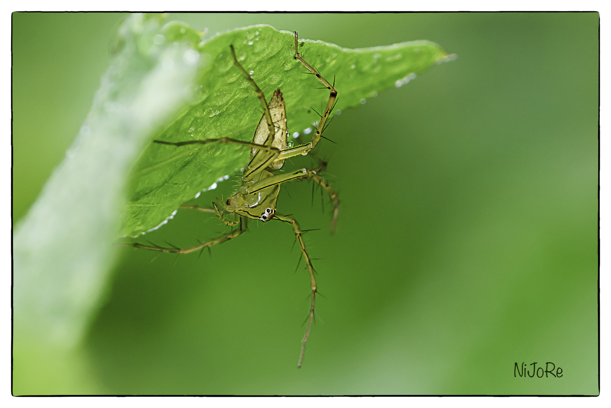 Sony a7R II + Canon EF 100mm F2.8 Macro USM sample photo. Spider photography