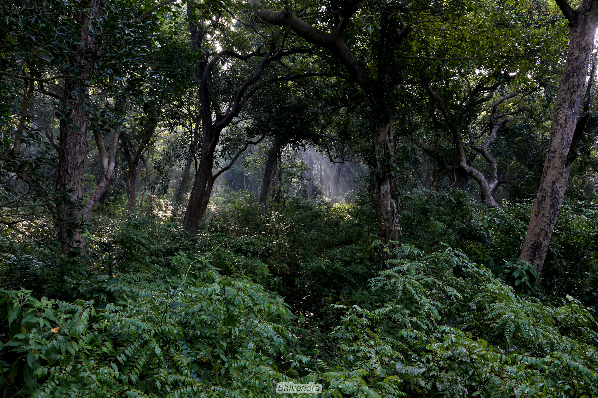 Canon EF 28-300mm F3.5-5.6L IS USM sample photo. Jungles of dudhwa photography