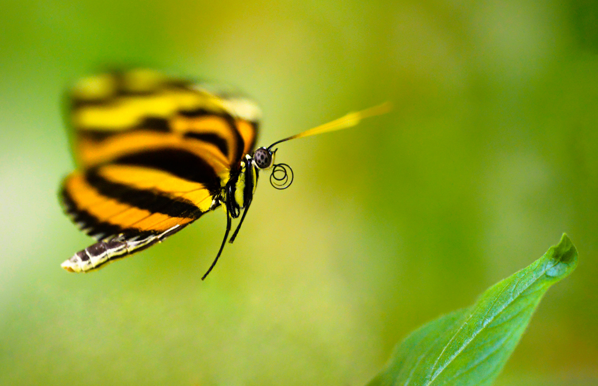 Zoom-Nikkor 1200-1700mm f/5.6-8 P ED IF sample photo. Tiger-striped longwing butterfly photography