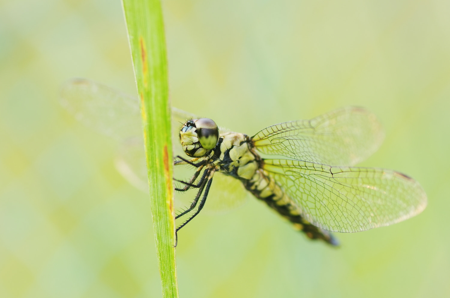 Pentax K-5 + Tamron SP AF 90mm F2.8 Di Macro sample photo. A dragonfly photography