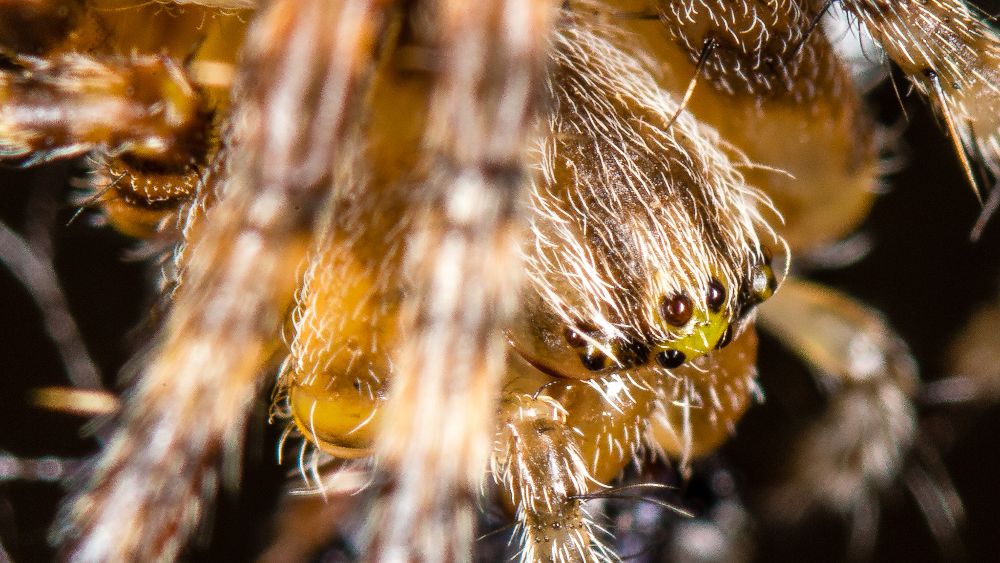 Tamron SP AF 90mm F2.8 Di Macro sample photo. Garden spider macro photography