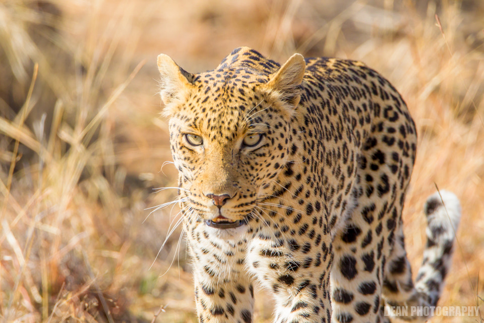 Canon EOS-1D Mark IV sample photo. Leopard photography