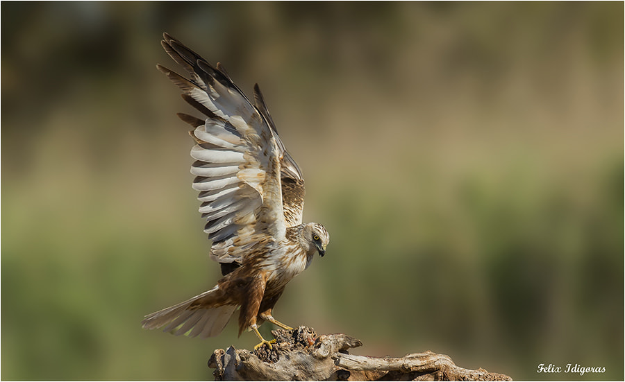 Canon EF 300mm F2.8L IS II USM sample photo. Aguilucho lagunero photography