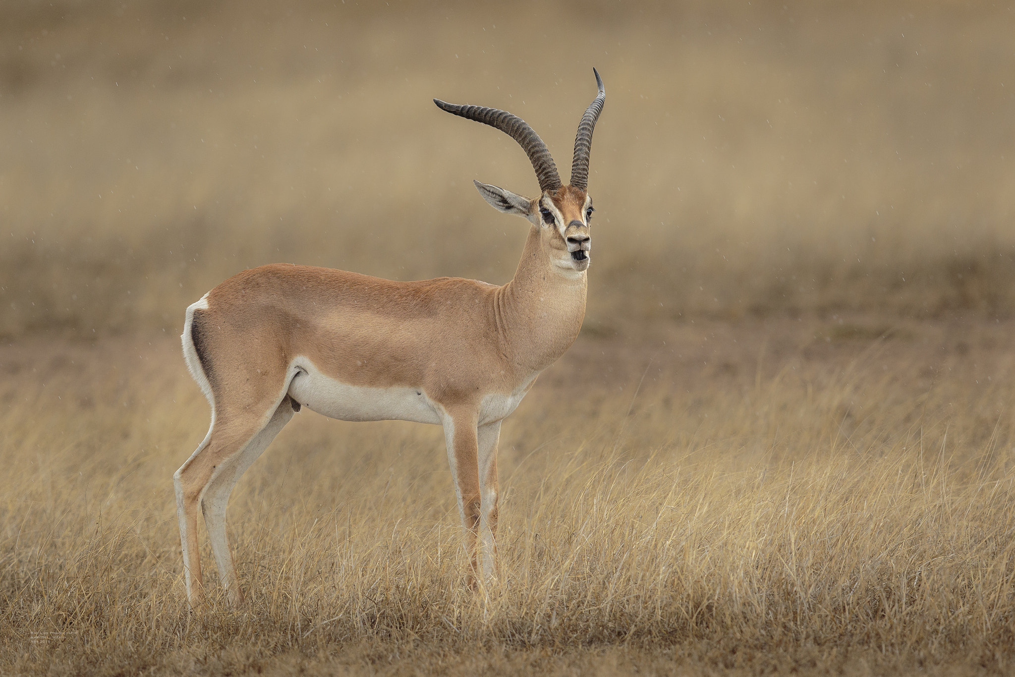 Canon EF 600mm F4L IS II USM sample photo. _y9a2106.jpg photography
