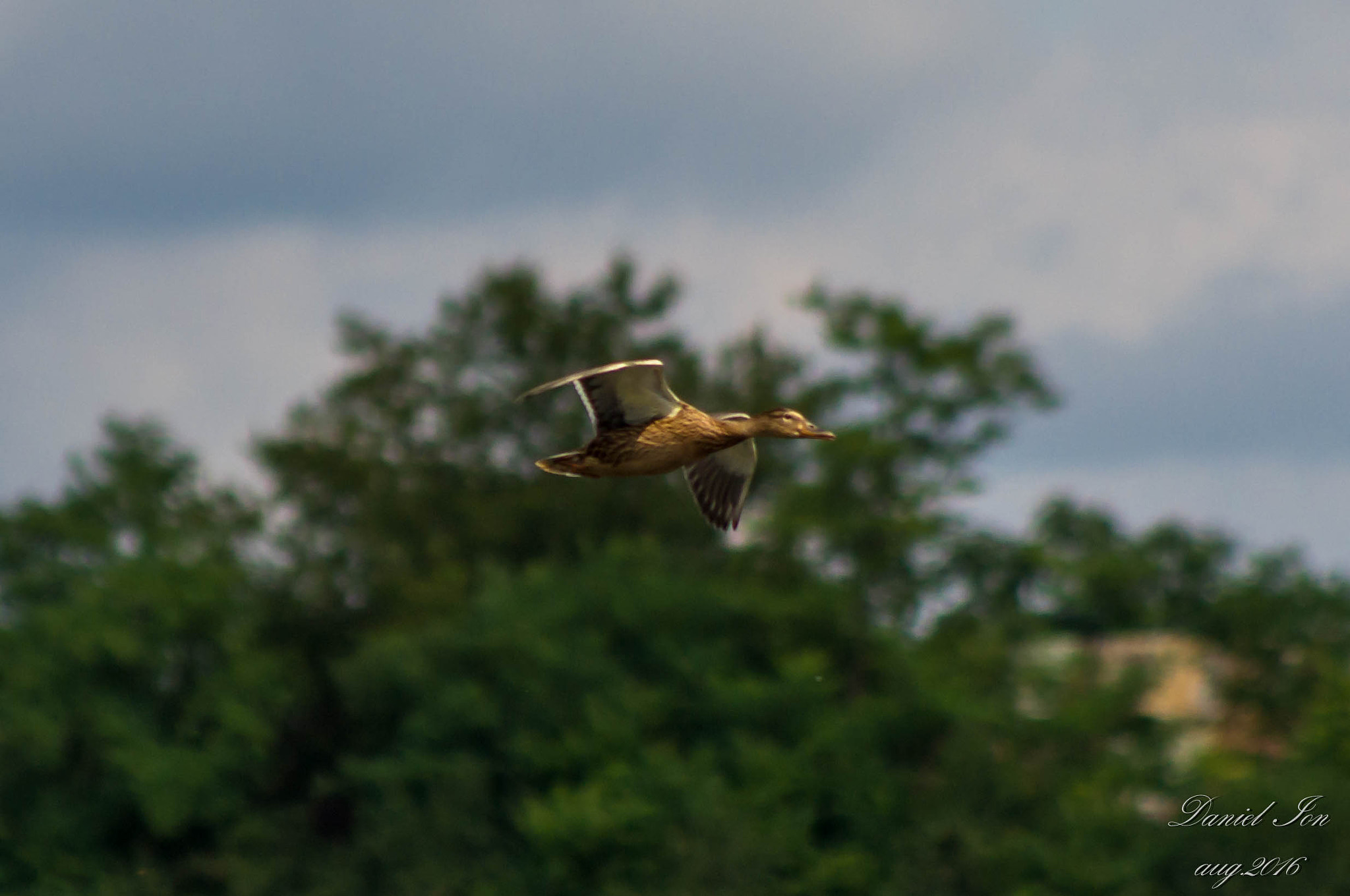 smc PENTAX-FA 80-320mm F4.5-5.6 sample photo. Anas platyrhynchos photography