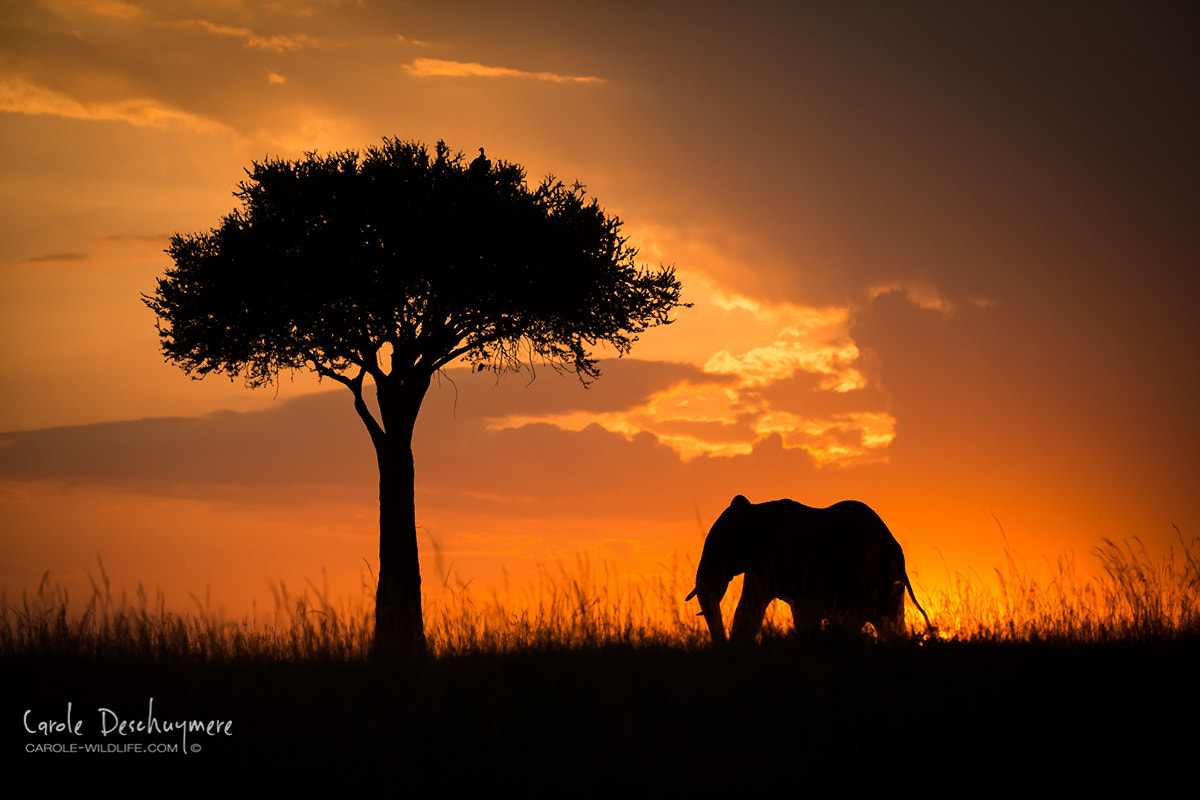 Canon EF 200-400mm F4L IS USM Extender 1.4x sample photo. Sunset in the mara photography
