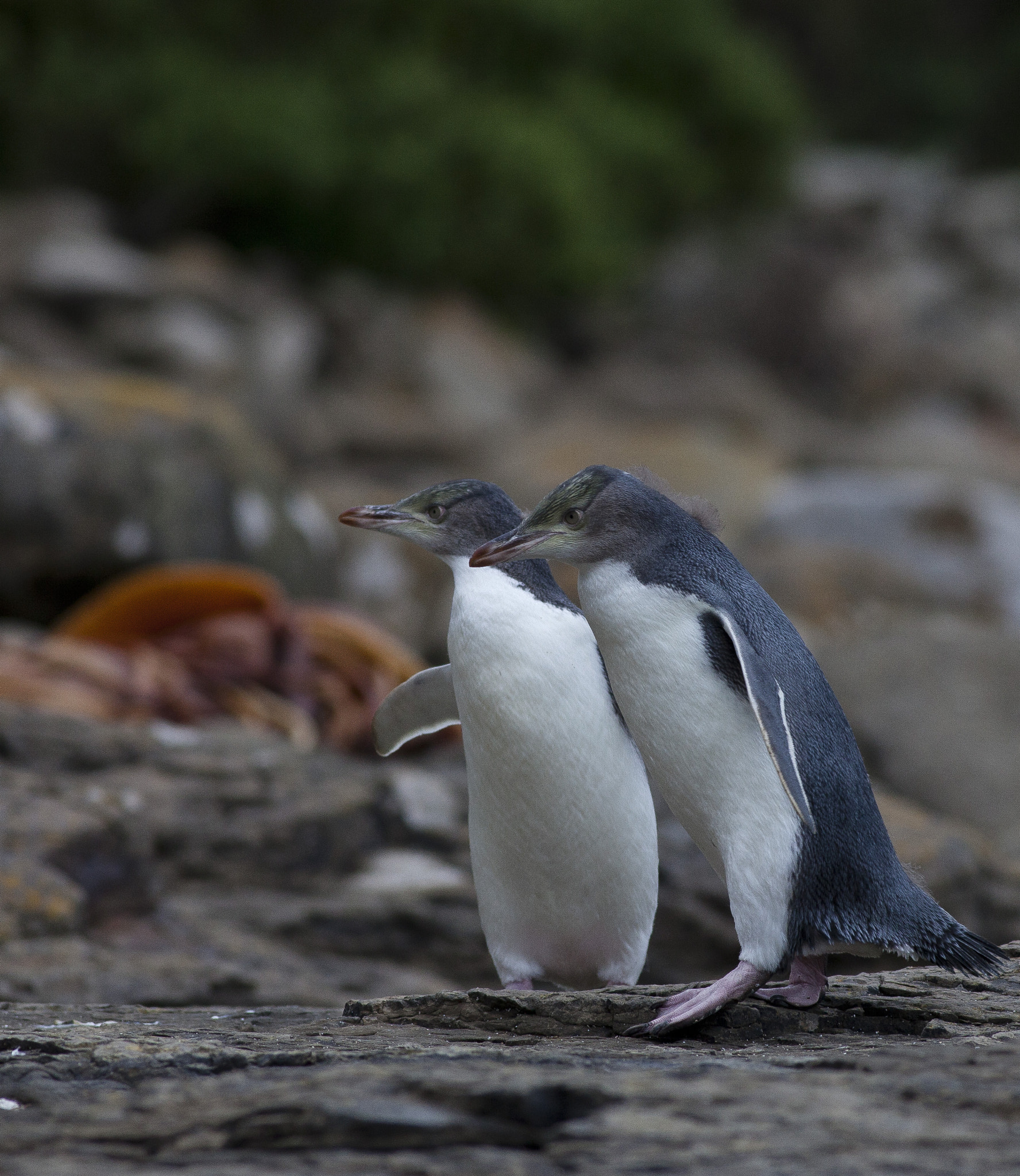 Canon EF 400mm F5.6L USM sample photo. Into the wild photography
