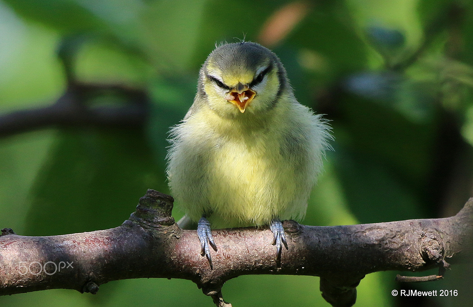 Canon EOS 70D + Canon EF 100-400mm F4.5-5.6L IS USM sample photo. Blue tit fledgling...... photography