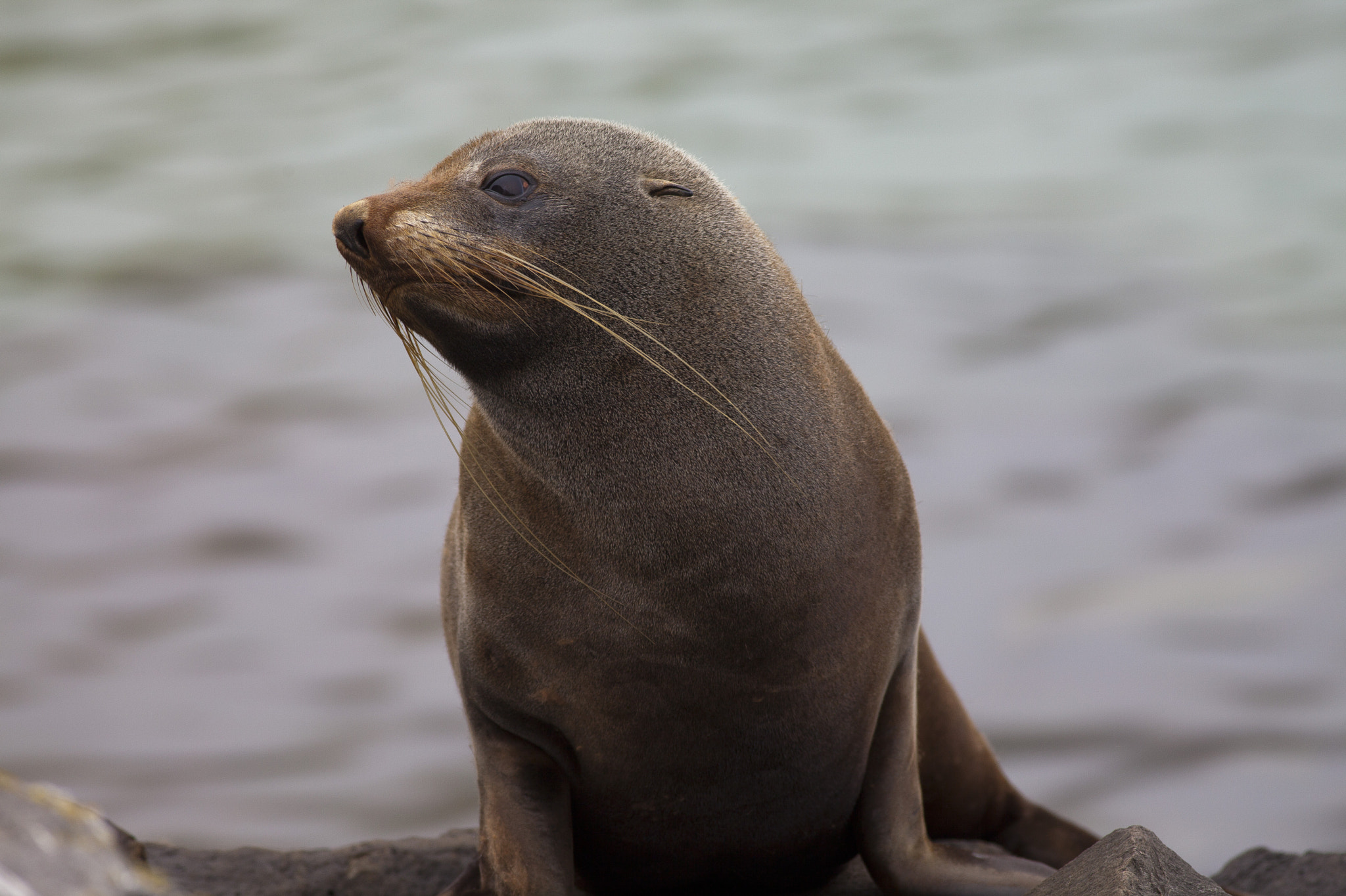 Canon EOS 5D Mark II + Canon EF 400mm F5.6L USM sample photo. Into the wild photography