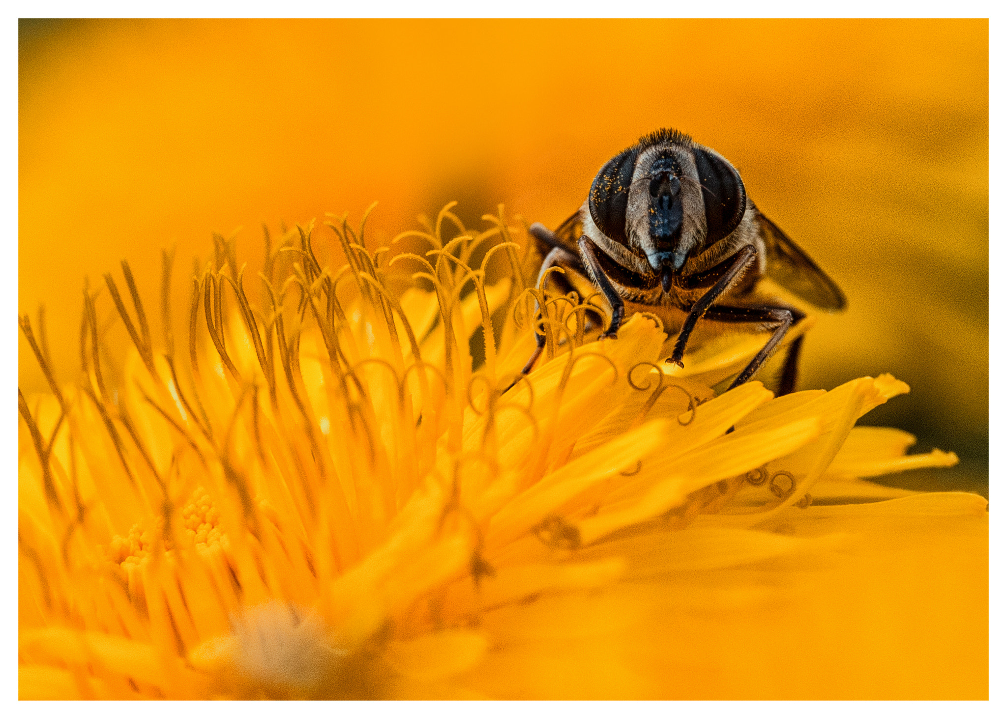 Sigma APO Macro 180mm F2.8 EX DG OS HSM sample photo. Bee photography