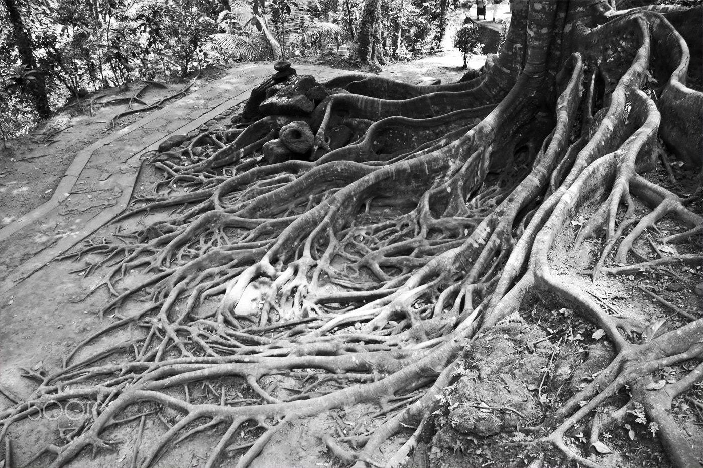 Sigma 18-200mm f/3.5-6.3 DC OS sample photo. Snake tree – bali photography