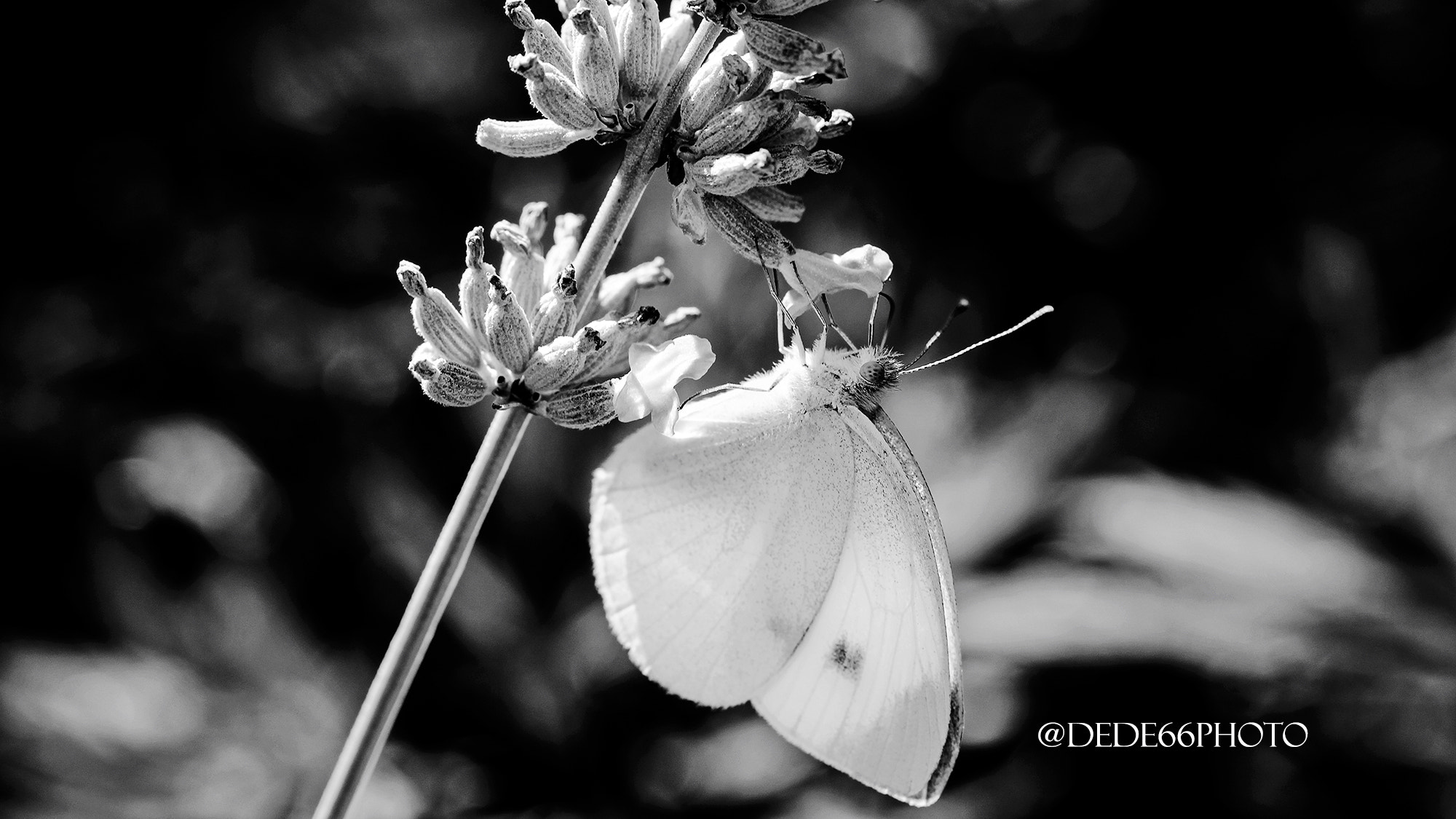 Sigma 105mm F2.8 EX DG OS HSM sample photo. Butterfly black and white (16/9) photography