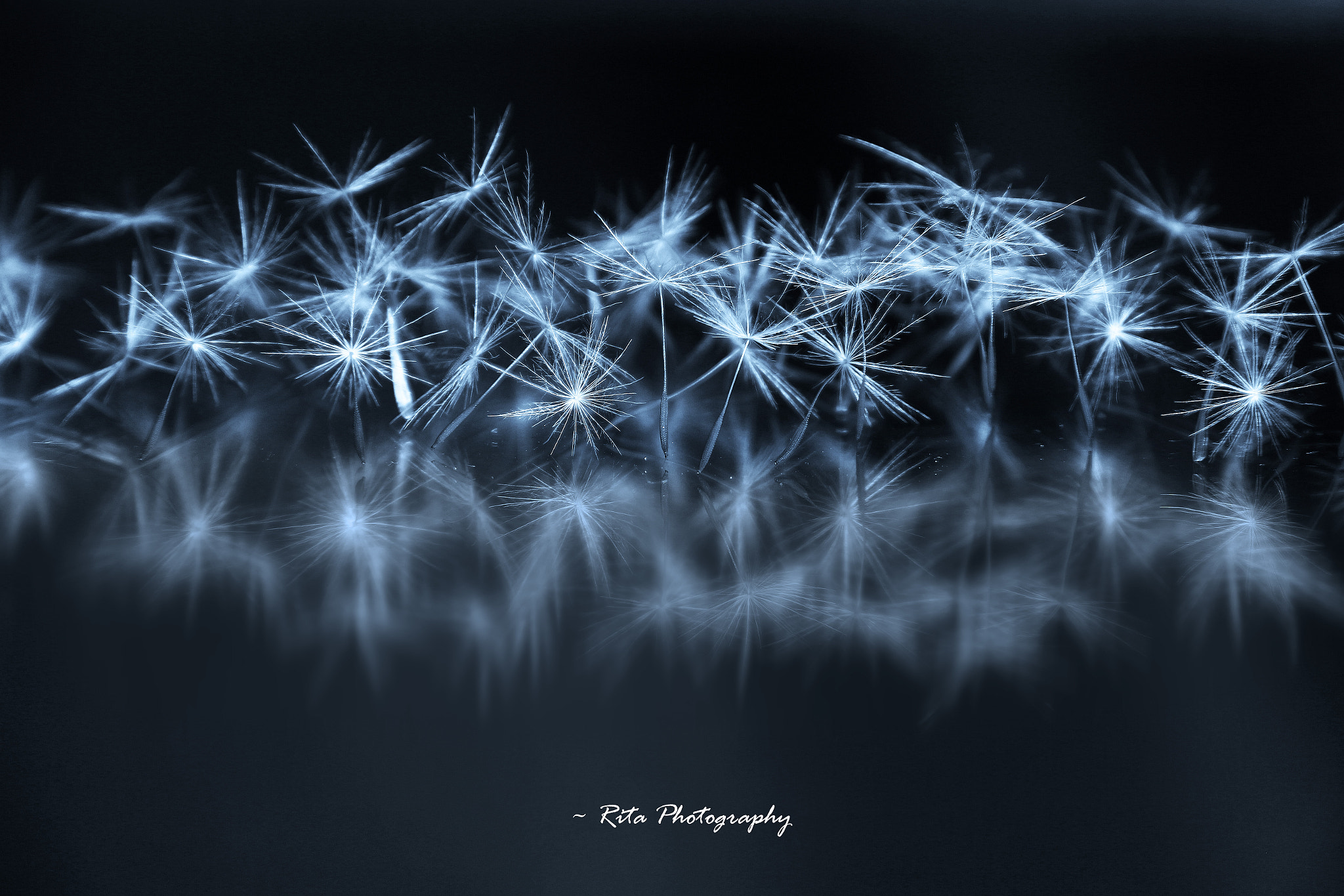 Canon EF 22-55mm f/4-5.6 USM sample photo. Dandelion photography