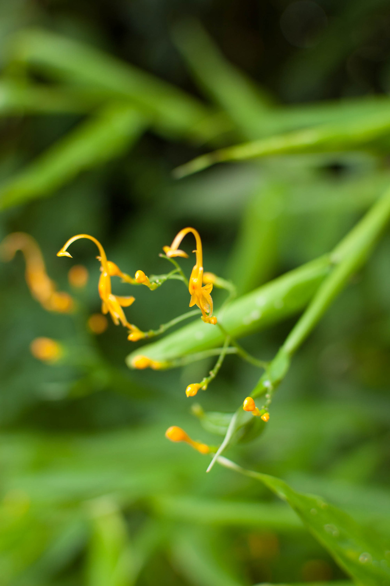 Nikon D40 + Nikon AF-S DX Nikkor 35mm F1.8G sample photo. Wild flowers photography