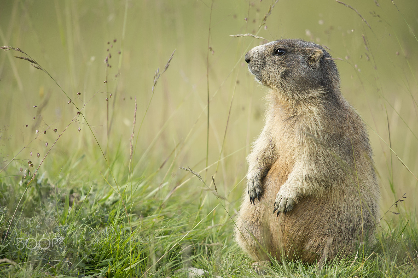 Nikon D3S + Nikon AF-S Nikkor 500mm F4G ED VR sample photo. The small plump friend photography