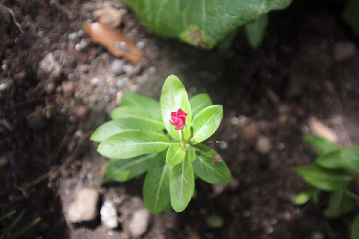 Canon EOS 5D sample photo. Come into bloom photography