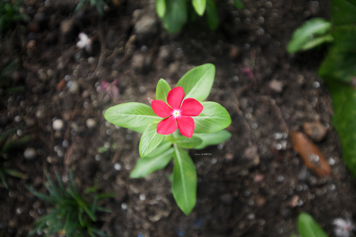 Canon EOS 5D sample photo. Come into bloom photography