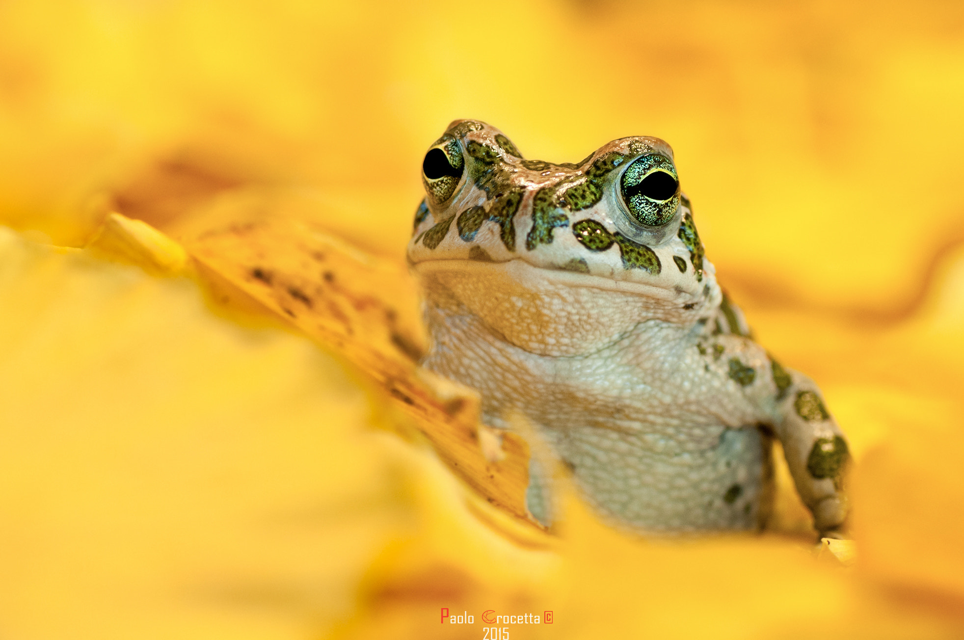 Nikon D300 sample photo. Bufotes viridis photography
