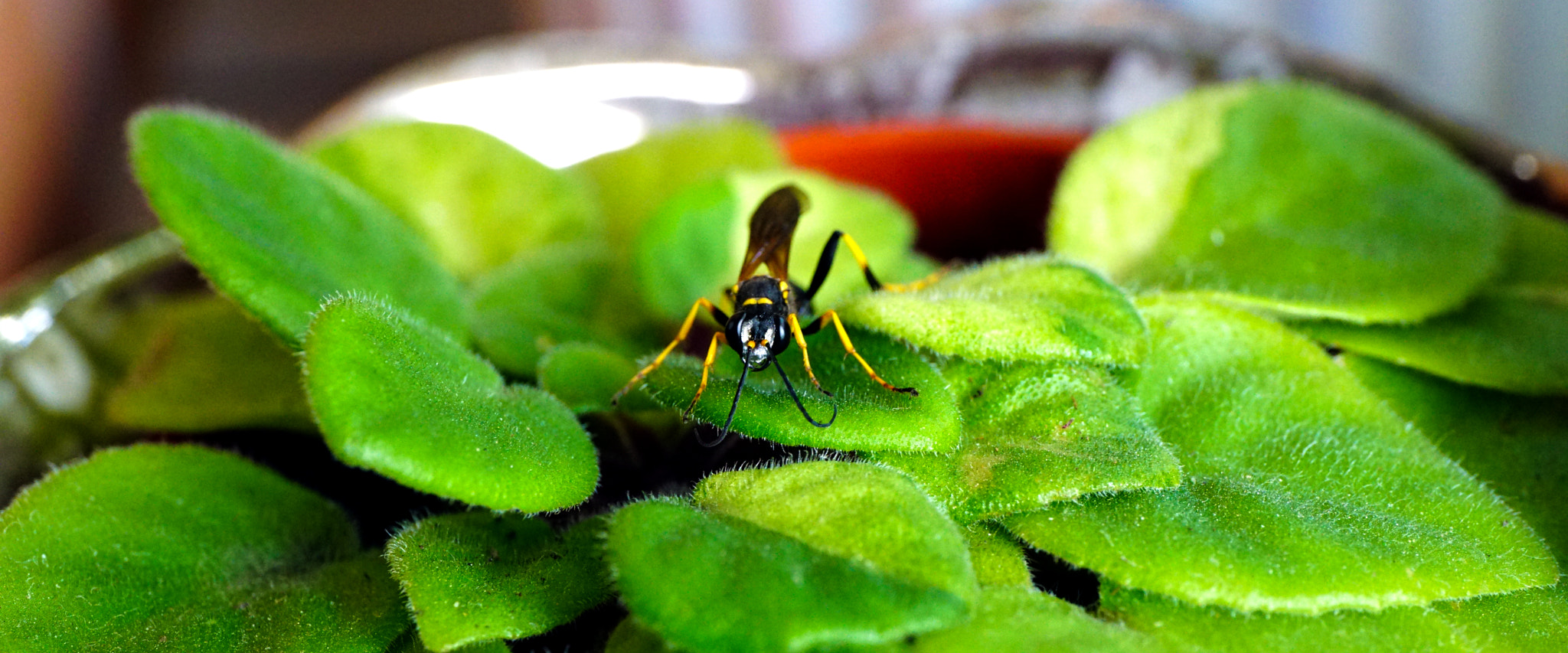 ZEISS Touit 50mm F2.8 sample photo. Face to face photography