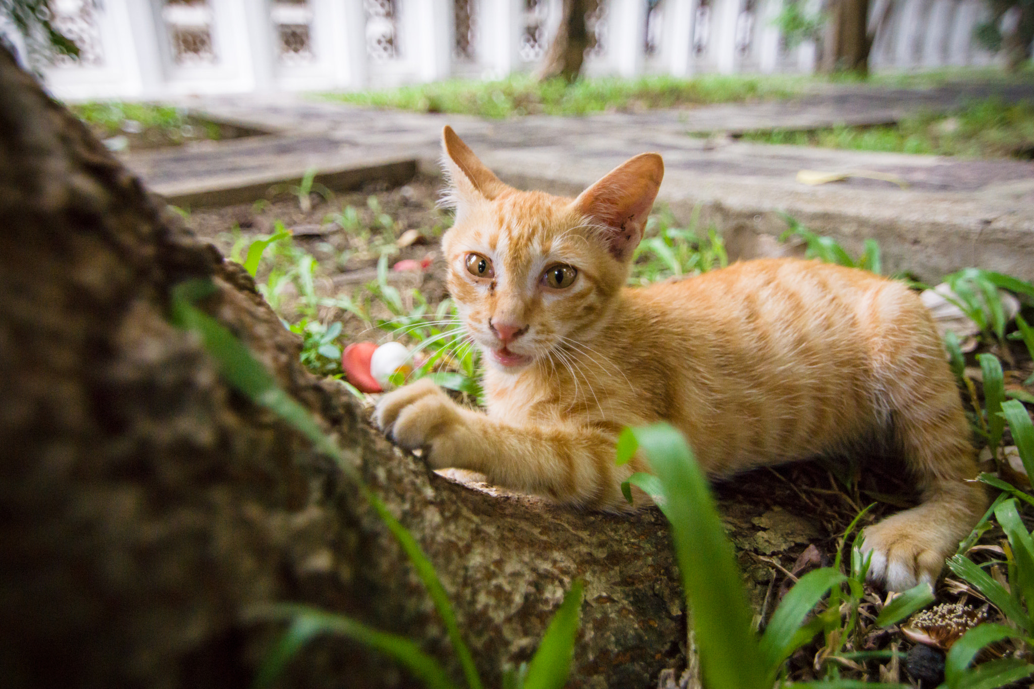 Sony a6000 + 20mm F2.8 sample photo. Kitten photography