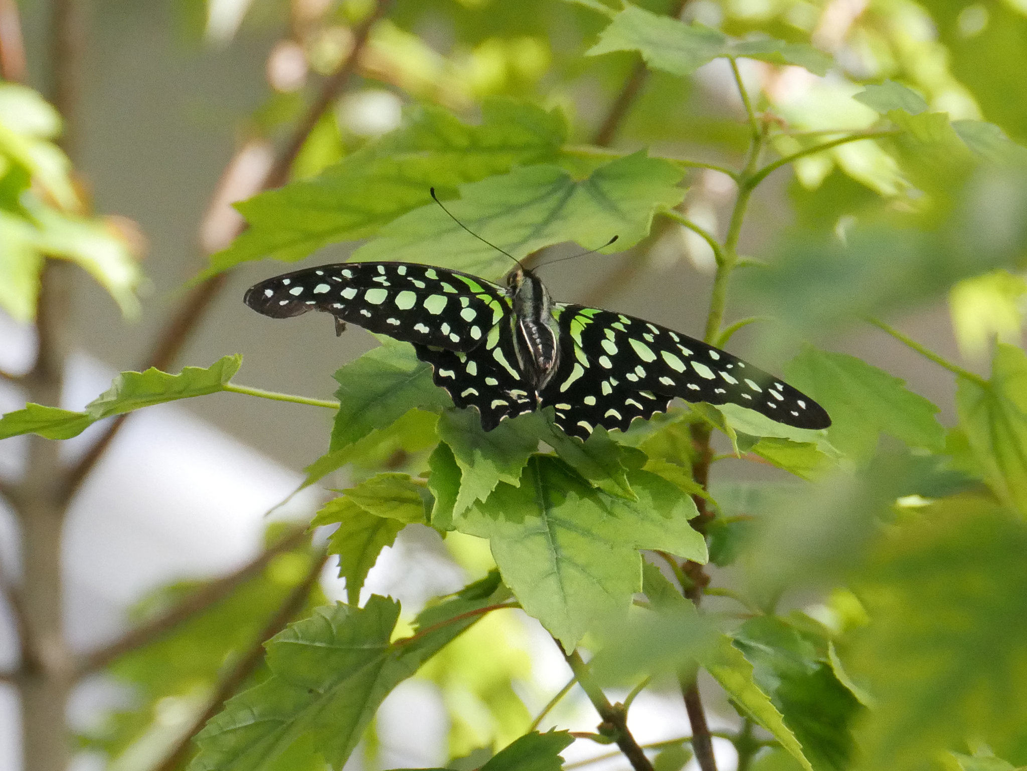 Panasonic DMC-G70 sample photo. Papillon photography