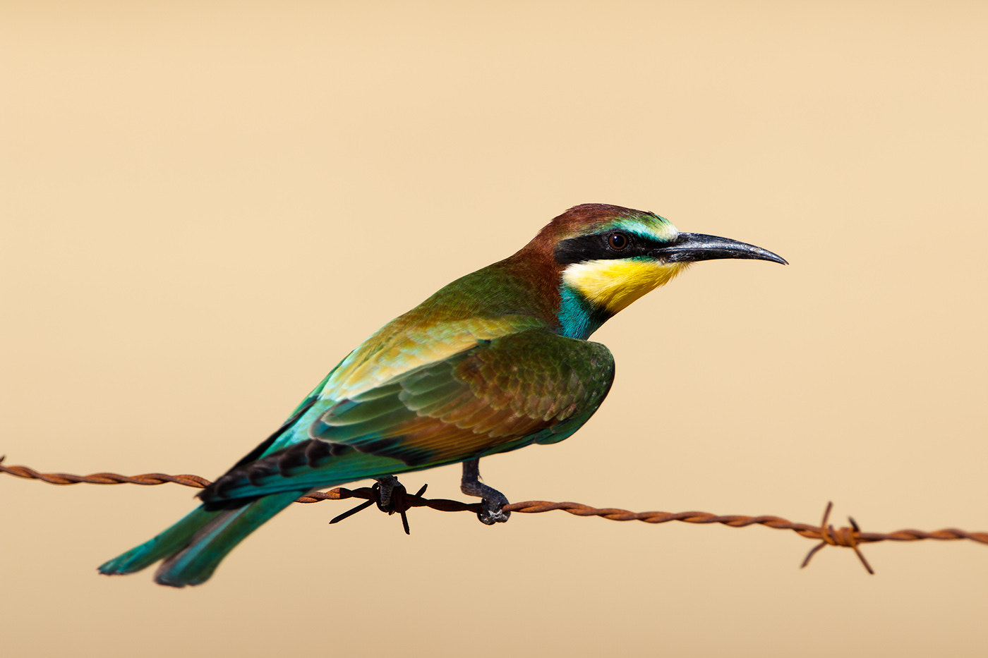 Canon EF 300mm F2.8L IS II USM sample photo. Raimbow arrow photography