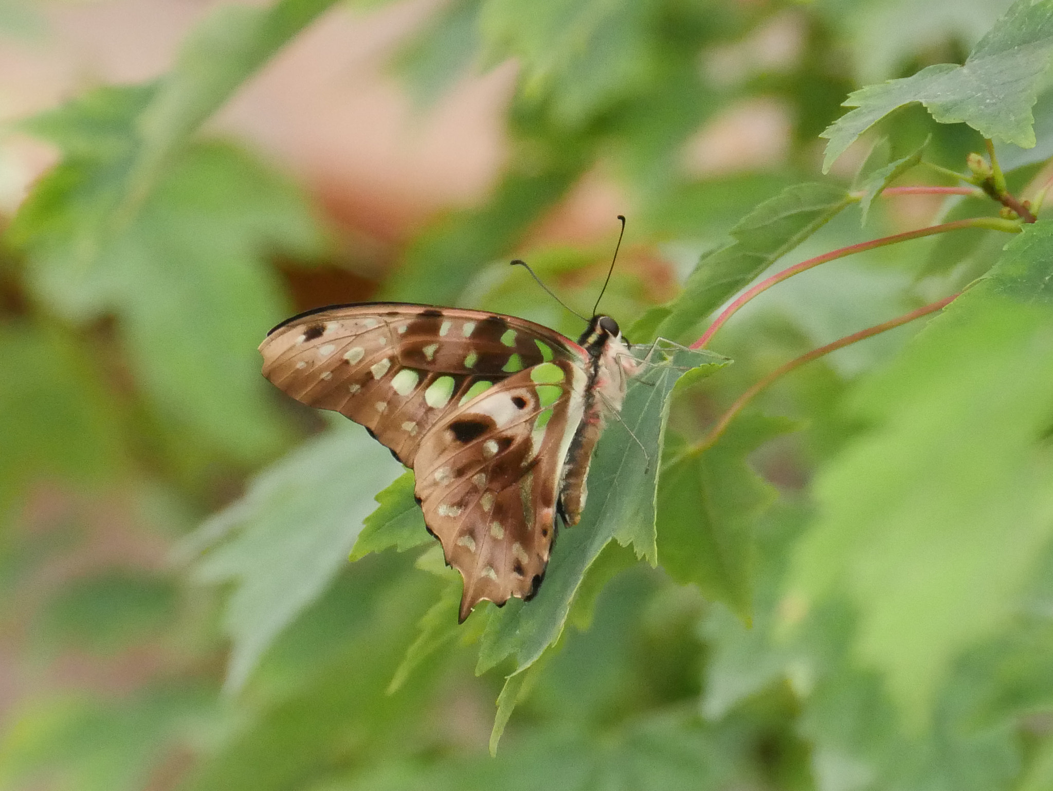 Panasonic DMC-G70 sample photo. Fondu dans la nature photography