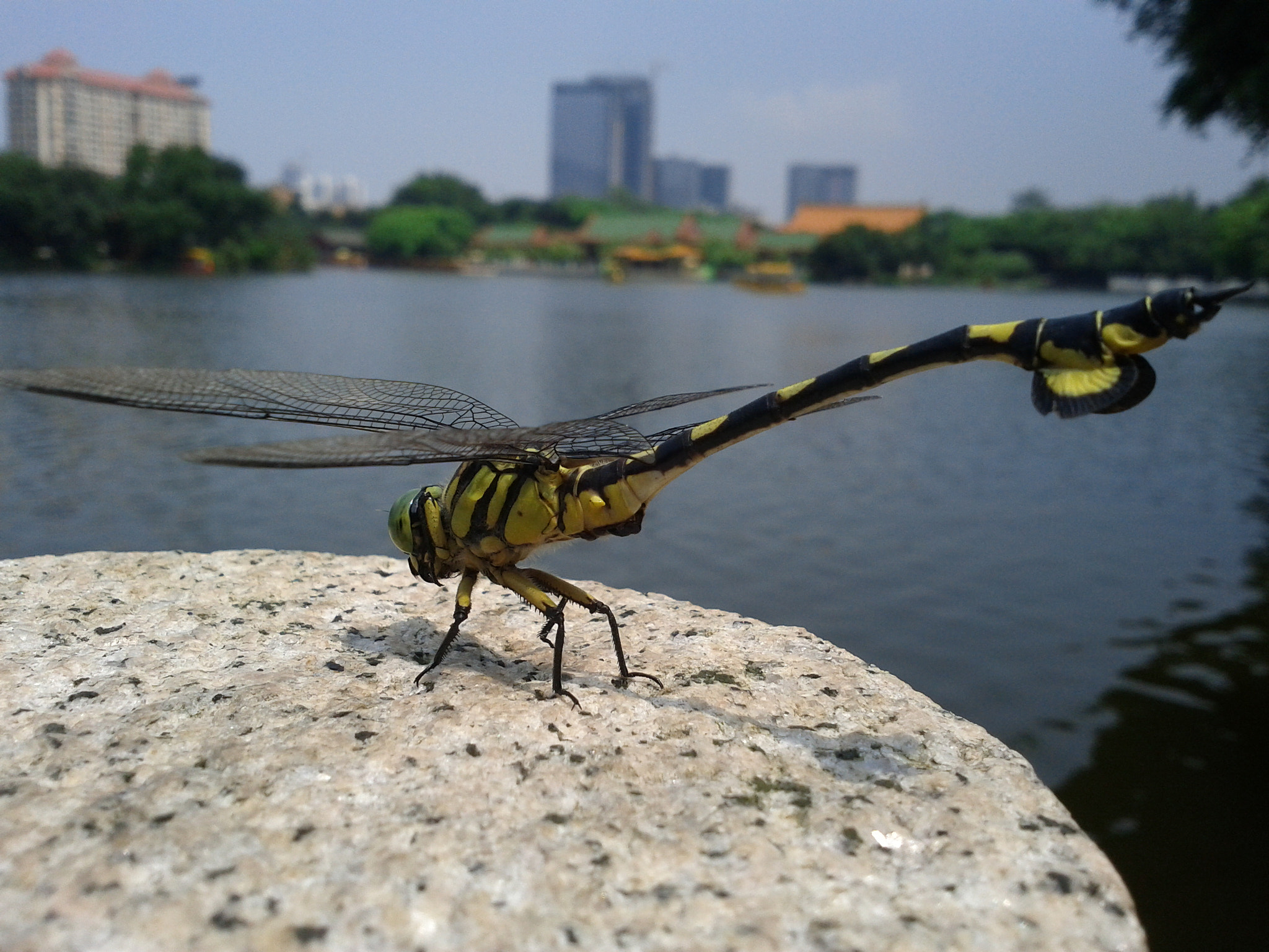 Google Nexus S sample photo. Dragonfly photography