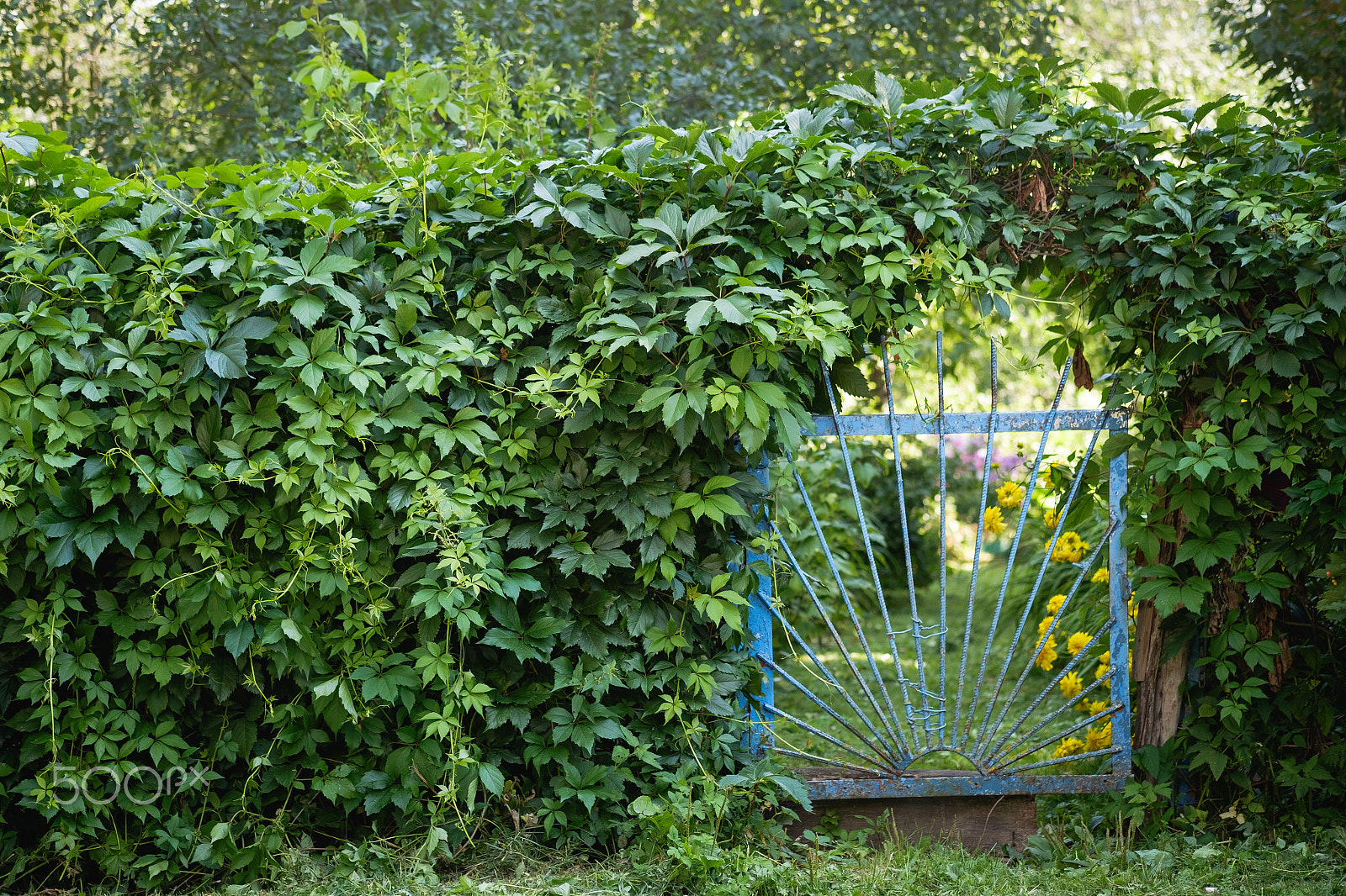 Fujifilm X-E2 + Fujifilm XF 60mm F2.4 R Macro sample photo. Beautiful old garden fence or gate covered by overgrown green climbing ivy photography