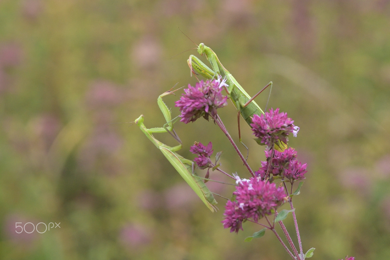 Nikon D500 + AF Micro-Nikkor 105mm f/2.8 sample photo. Duo de mantes religieuses... photography