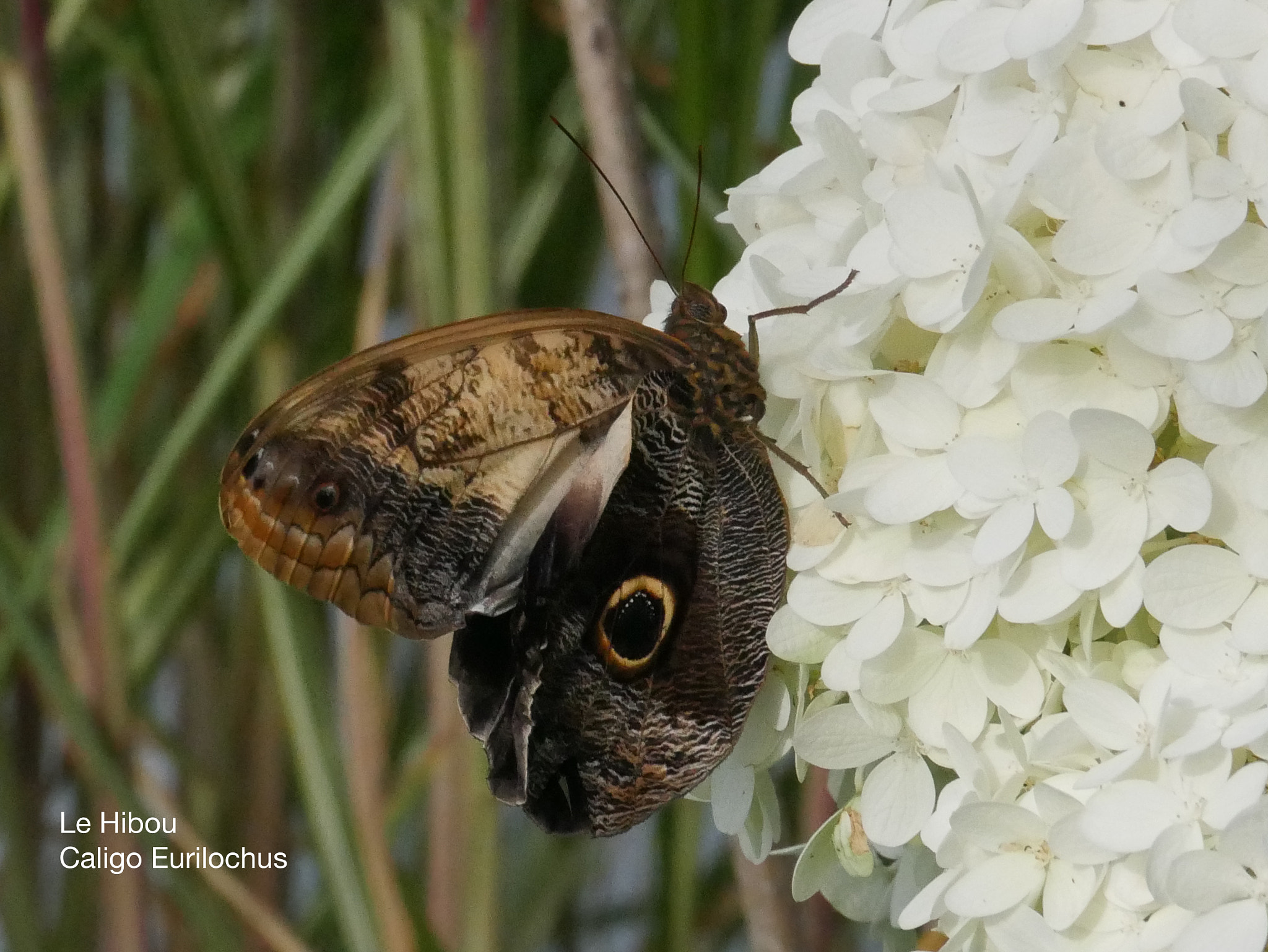 Panasonic DMC-G70 sample photo. Le hibou photography