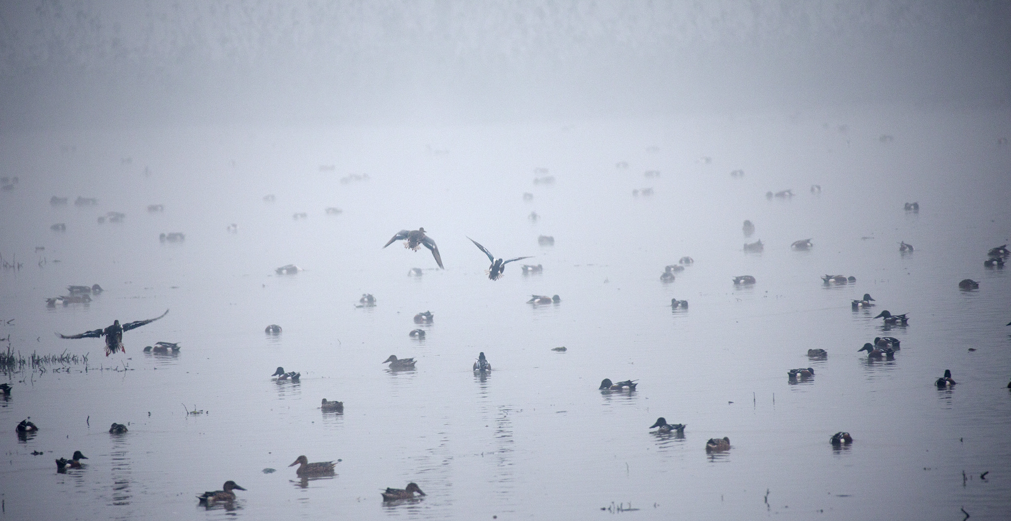 Canon EF 28-300mm F3.5-5.6L IS USM sample photo. Acquatic birds photography