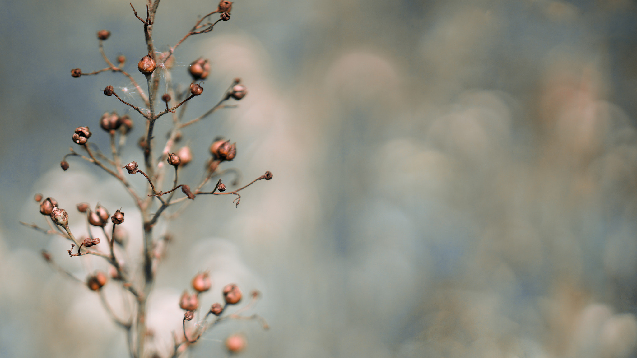 Sony Alpha NEX-5R sample photo. Fading beauty 2/2 photography