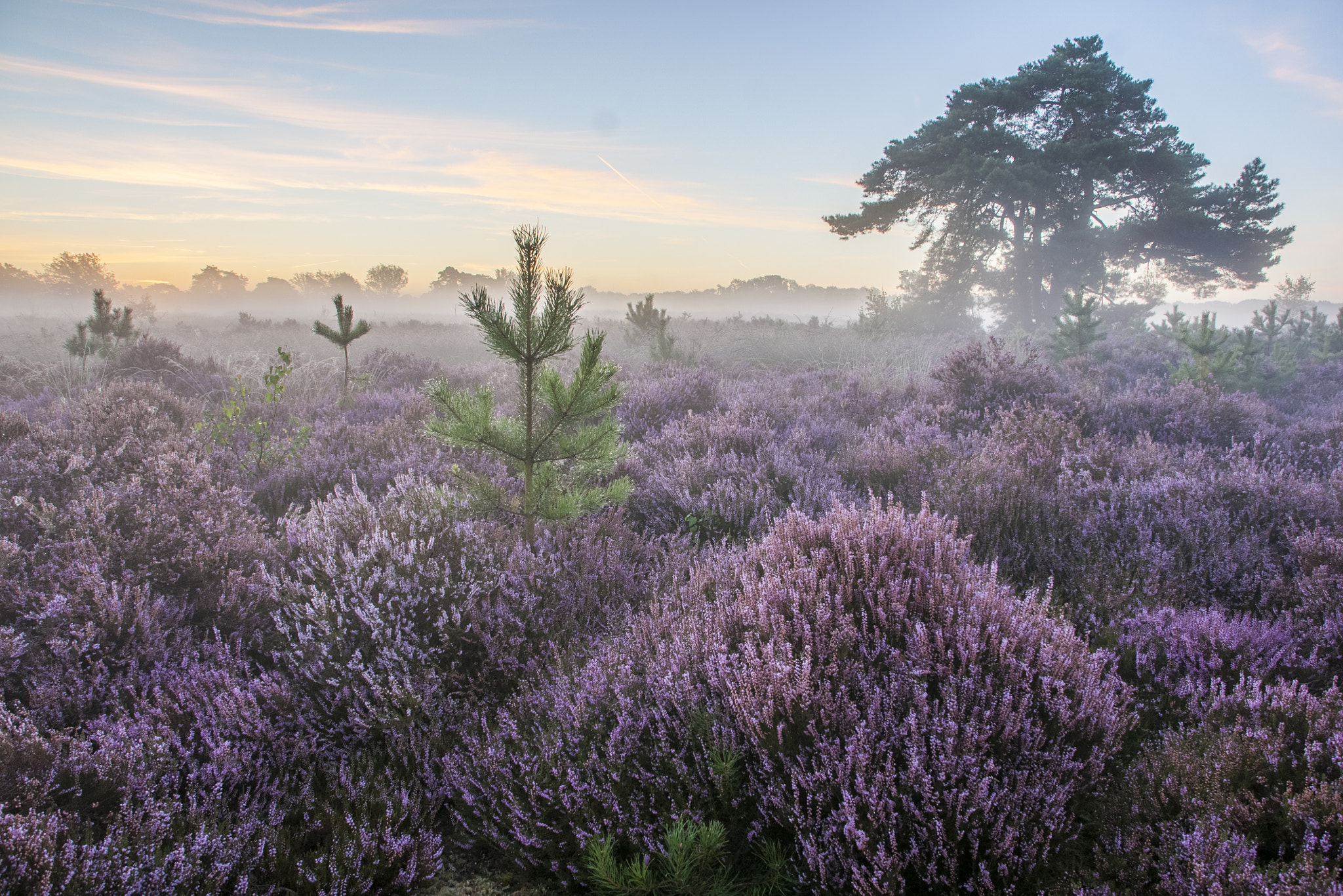 Sony Alpha DSLR-A700 sample photo. Malpie heather in the morning photography