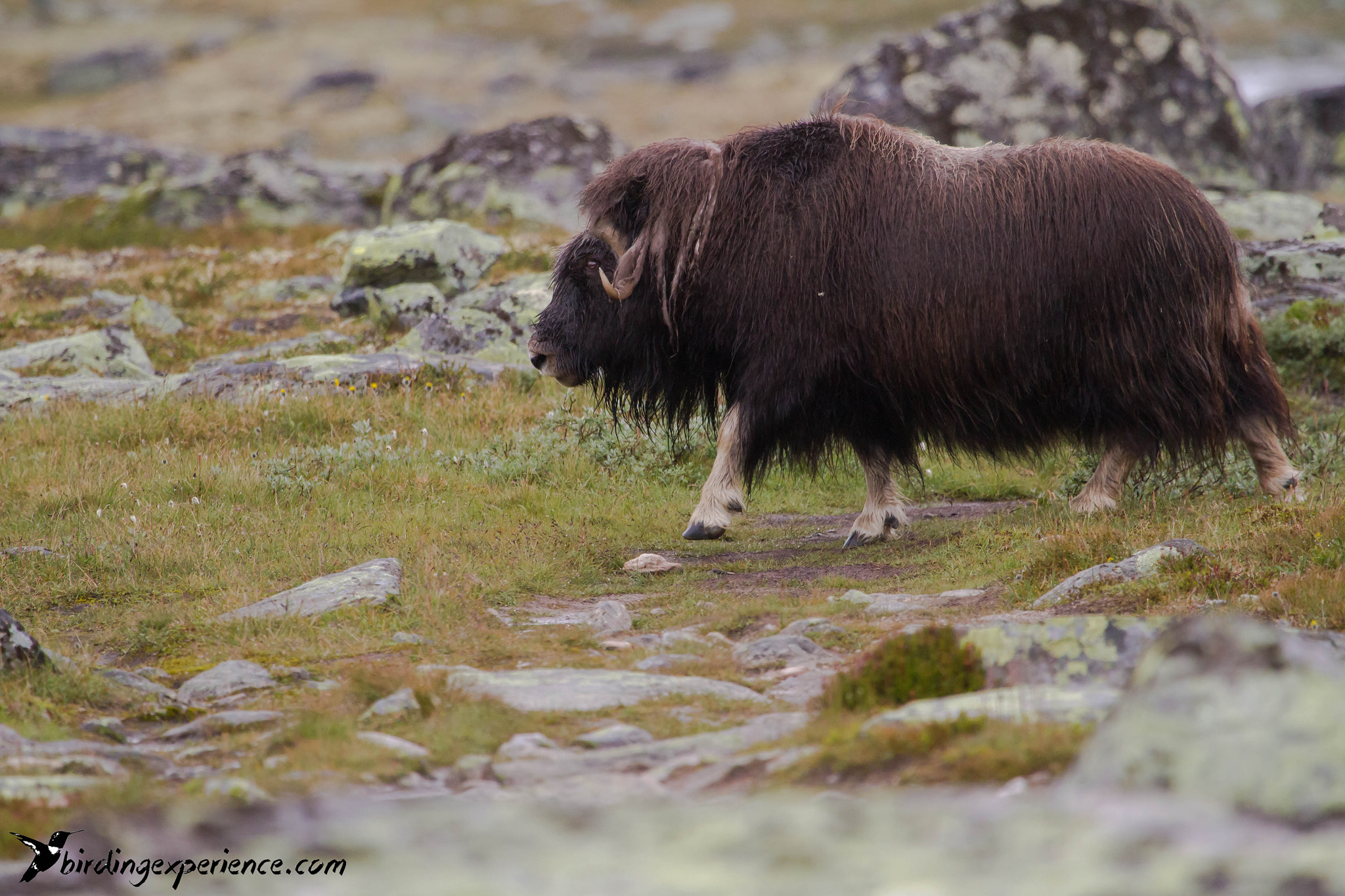 Canon EOS 7D + Canon EF 100-400mm F4.5-5.6L IS USM sample photo. Musk ox (ovibos moschatus) photography