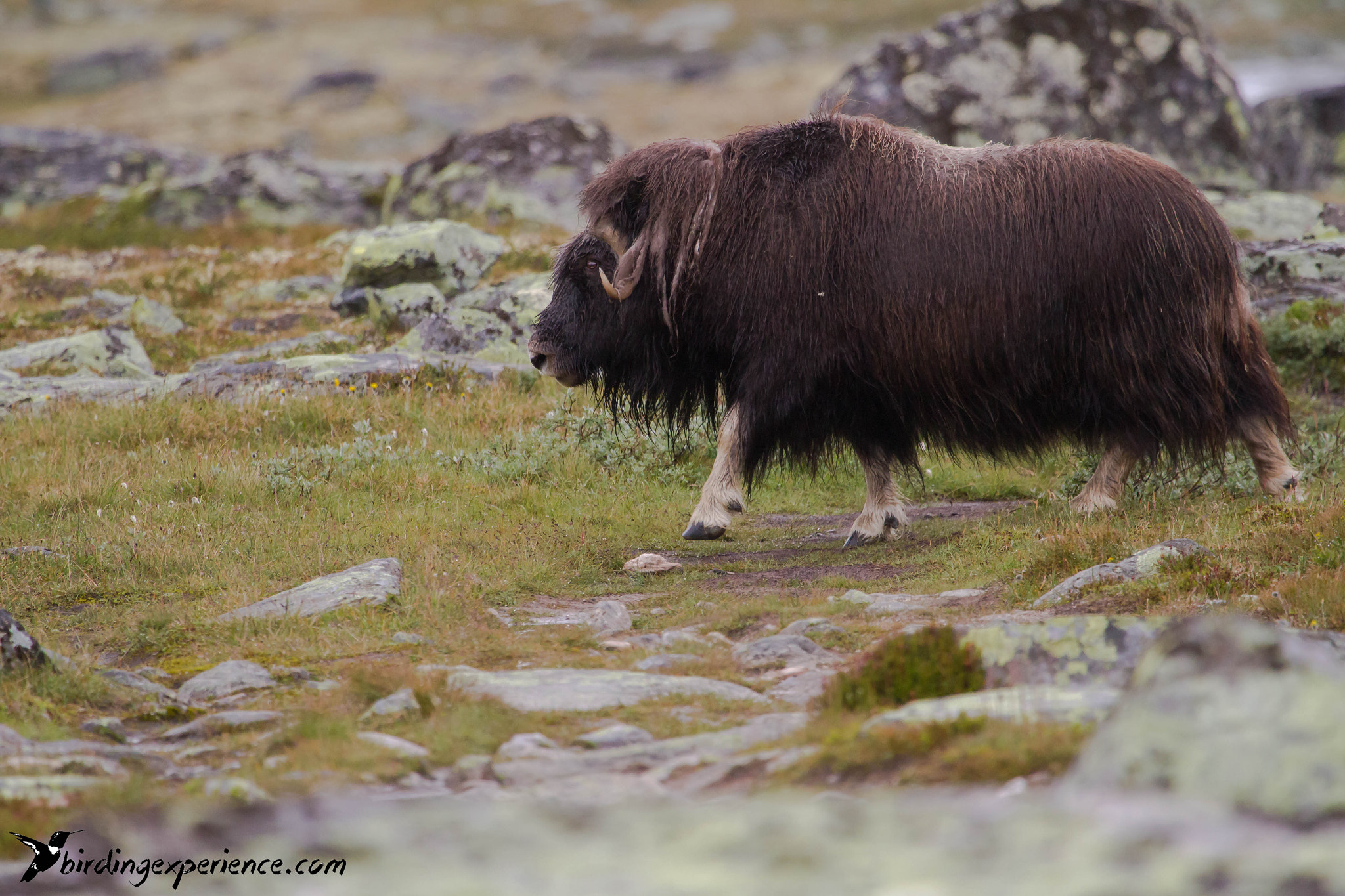 Canon EOS 7D sample photo. Musk ox (ovibos moschatus) photography