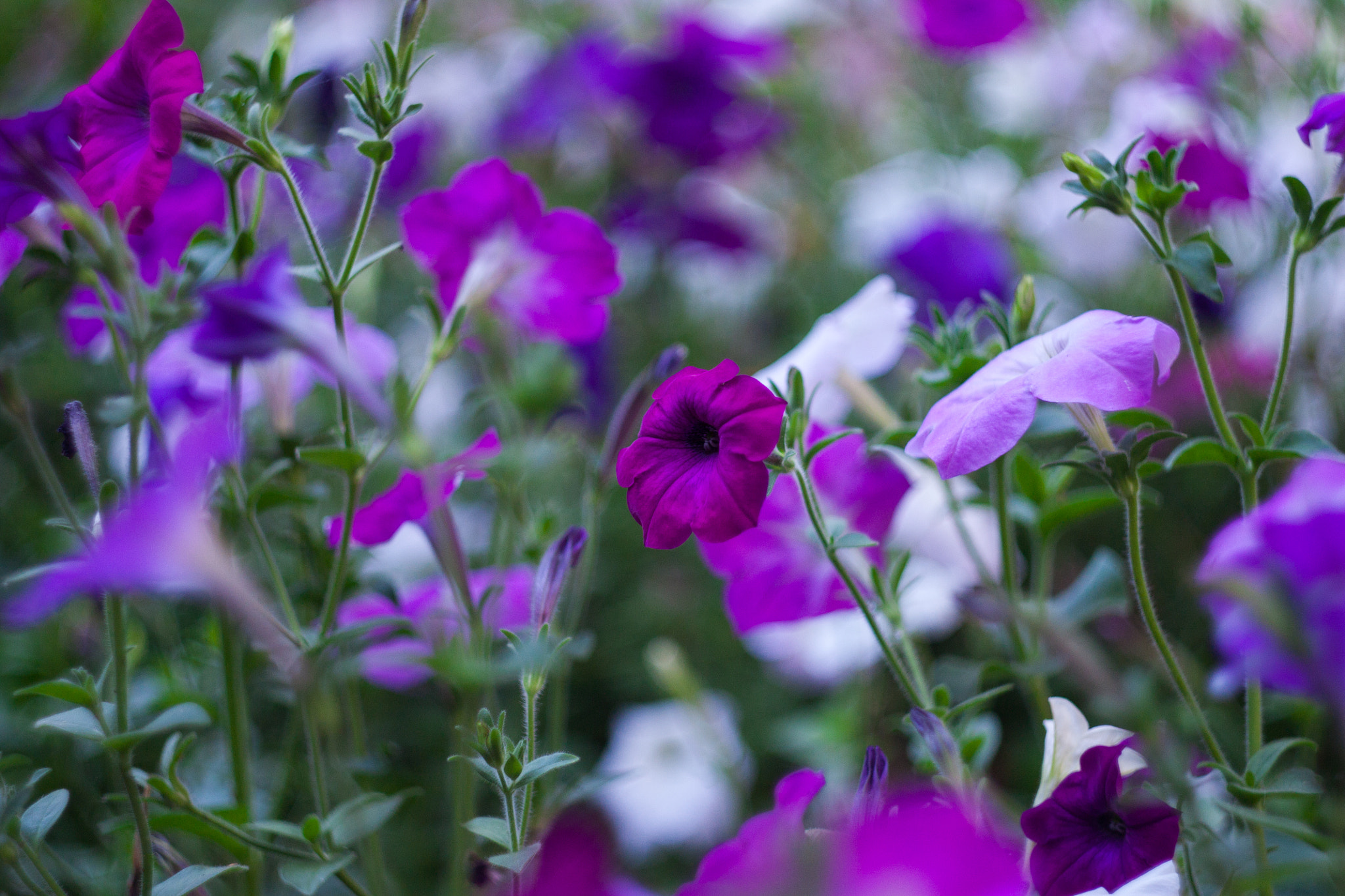 Canon EF 35-80mm f/4-5.6 sample photo. Violet photography