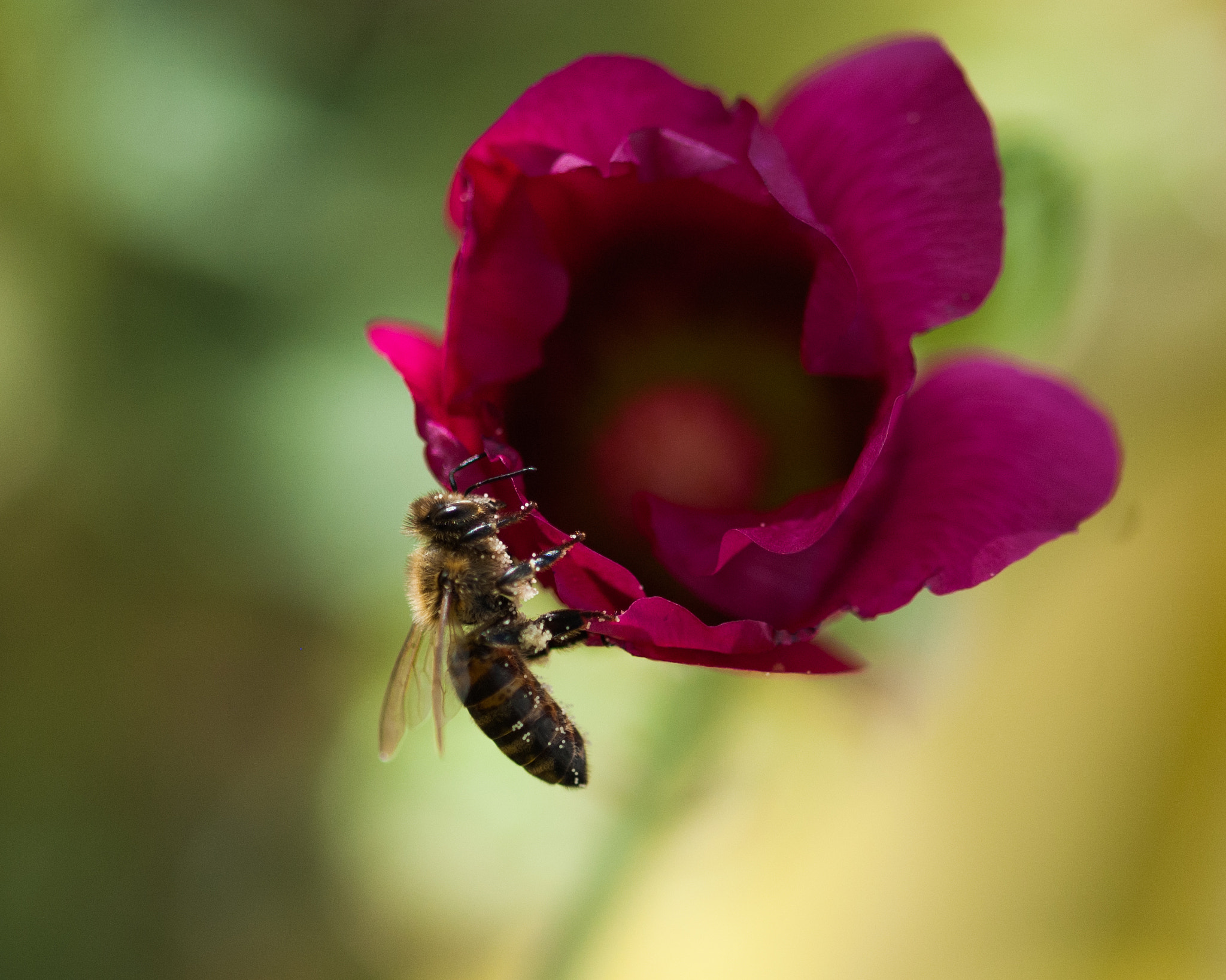 Nikon D70s + Sigma 105mm F2.8 EX DG OS HSM sample photo. A bee on a flower at panagia,thassos photography