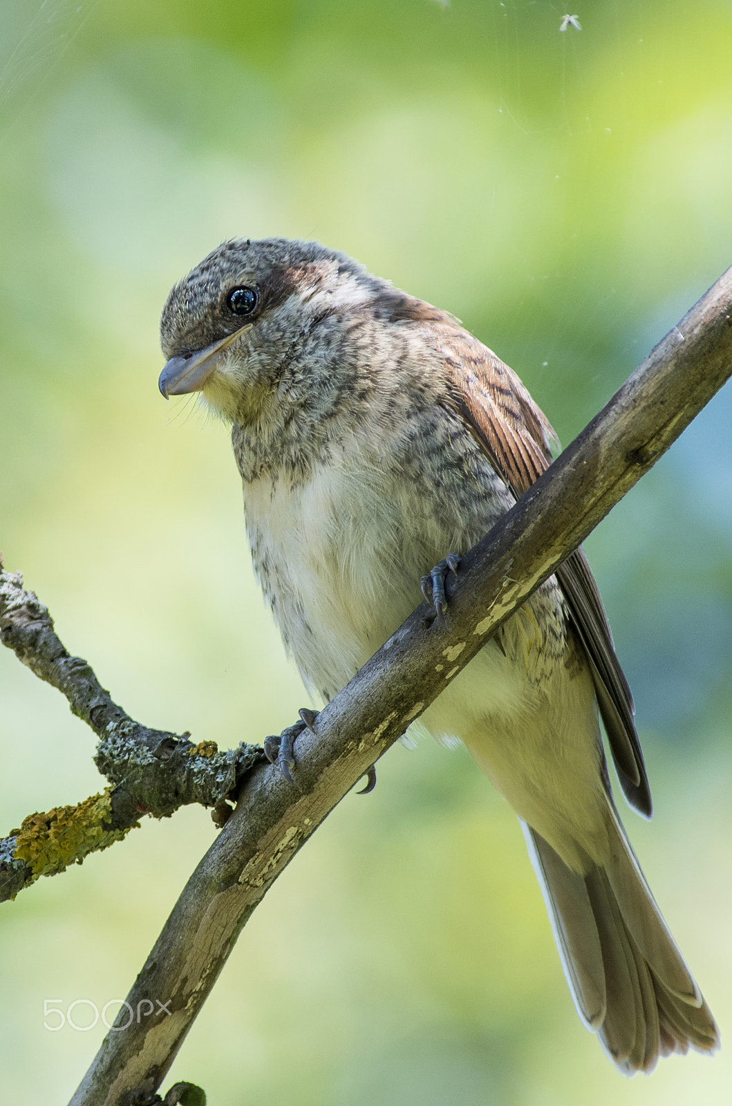 Pentax smc DA* 300mm F4.0 ED (IF) SDM sample photo. Red-backed shrike photography
