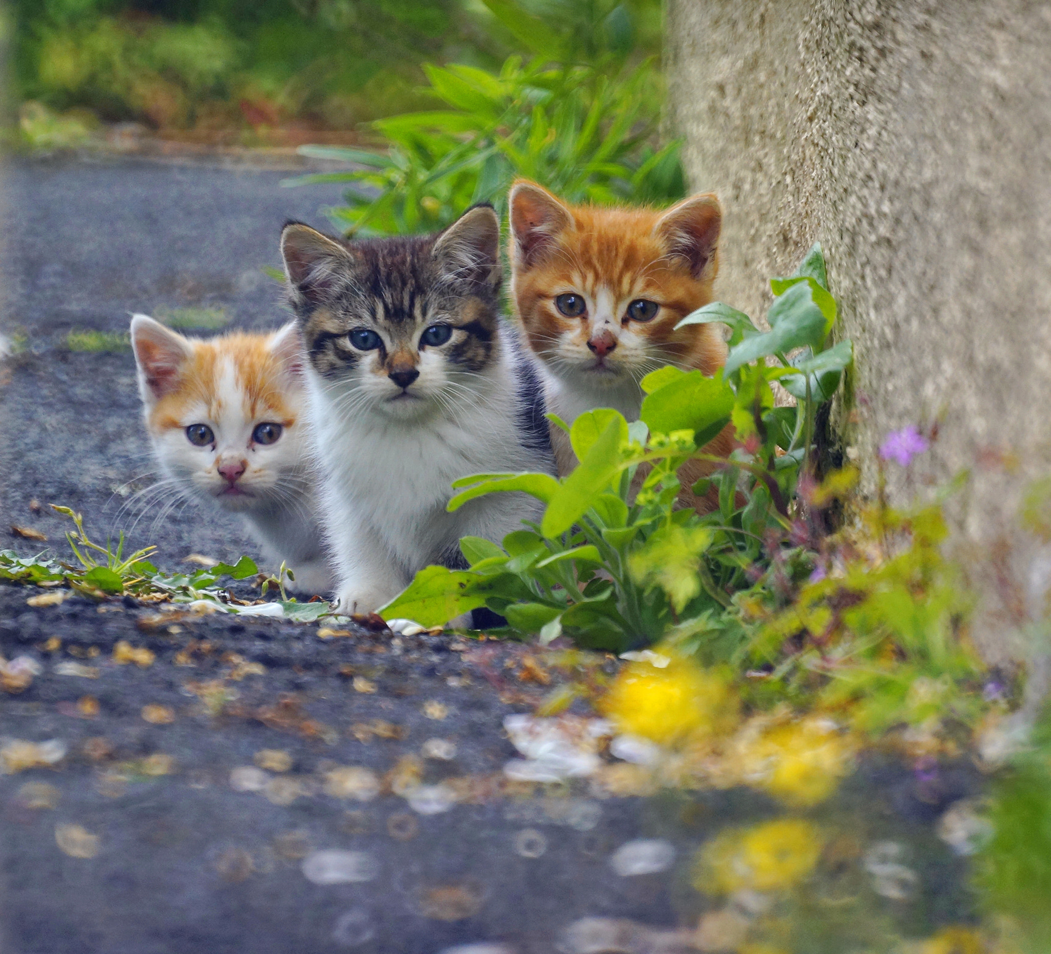 Sony Alpha NEX-5R + Sony 500mm F8 Reflex sample photo. Kitty cats photography