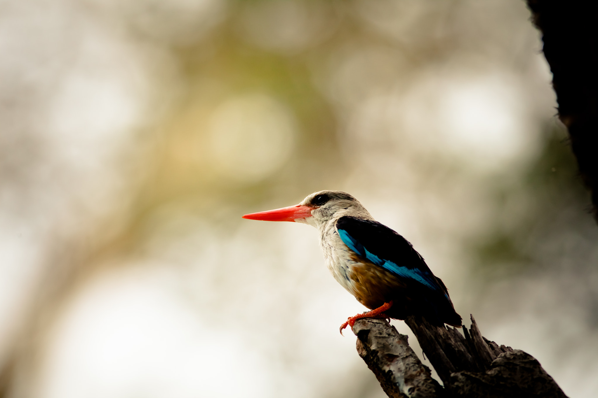 Canon EF 400mm F5.6L USM sample photo. Martino africano photography