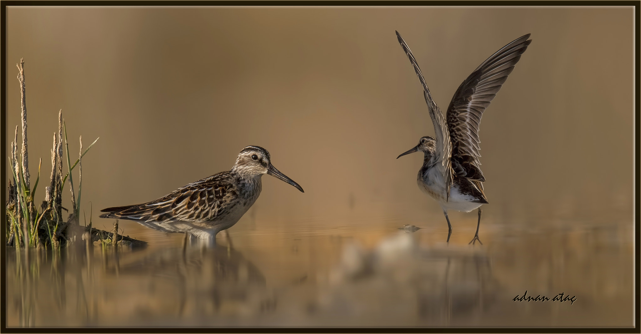 Sigma 150-600mm F5-6.3 DG OS HSM | S sample photo. Sürmeli kumkuşu - broad billed sandpiper - limicola falcinellus photography