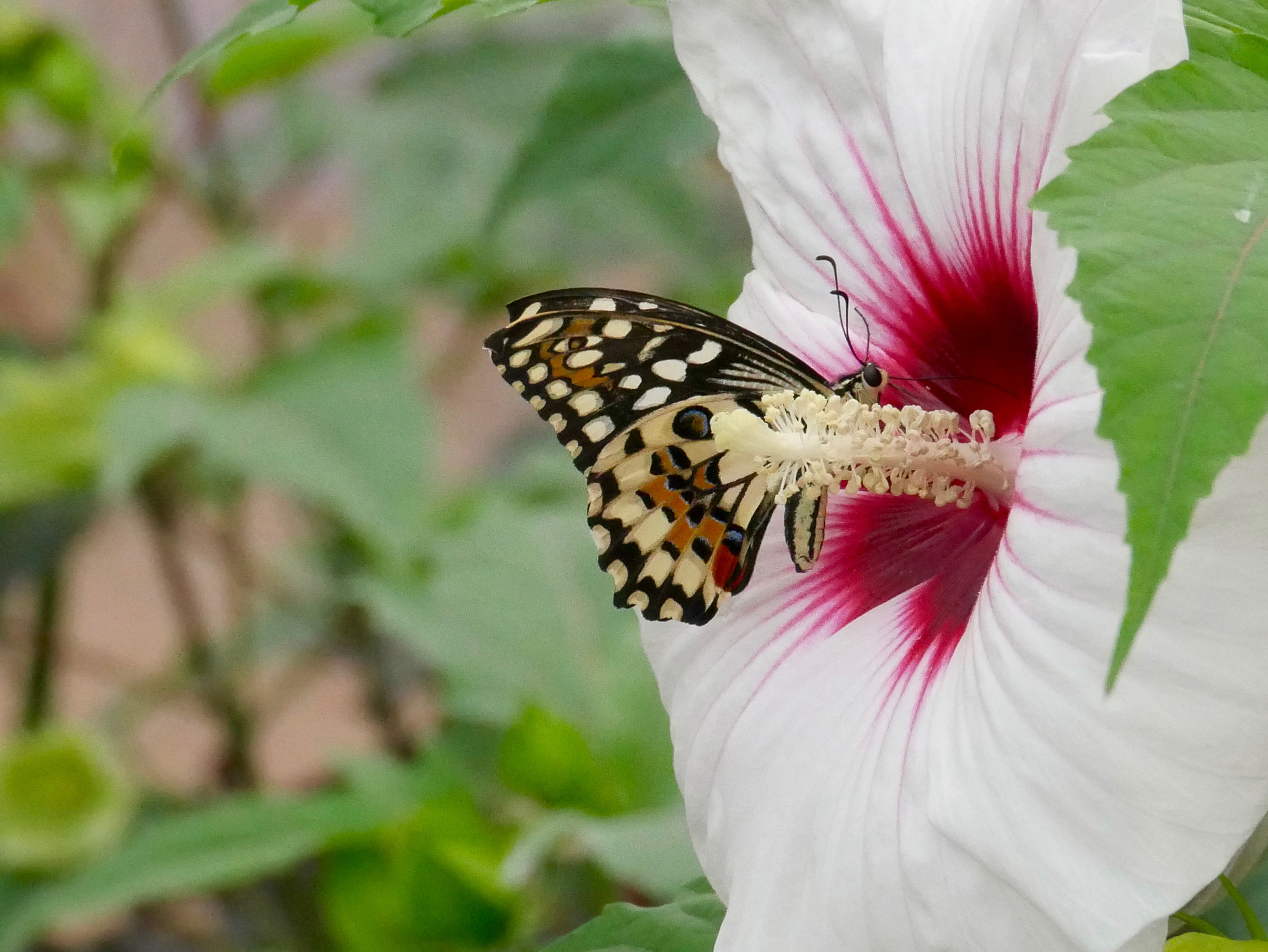 Panasonic DMC-G70 sample photo. P et hibiscus photography